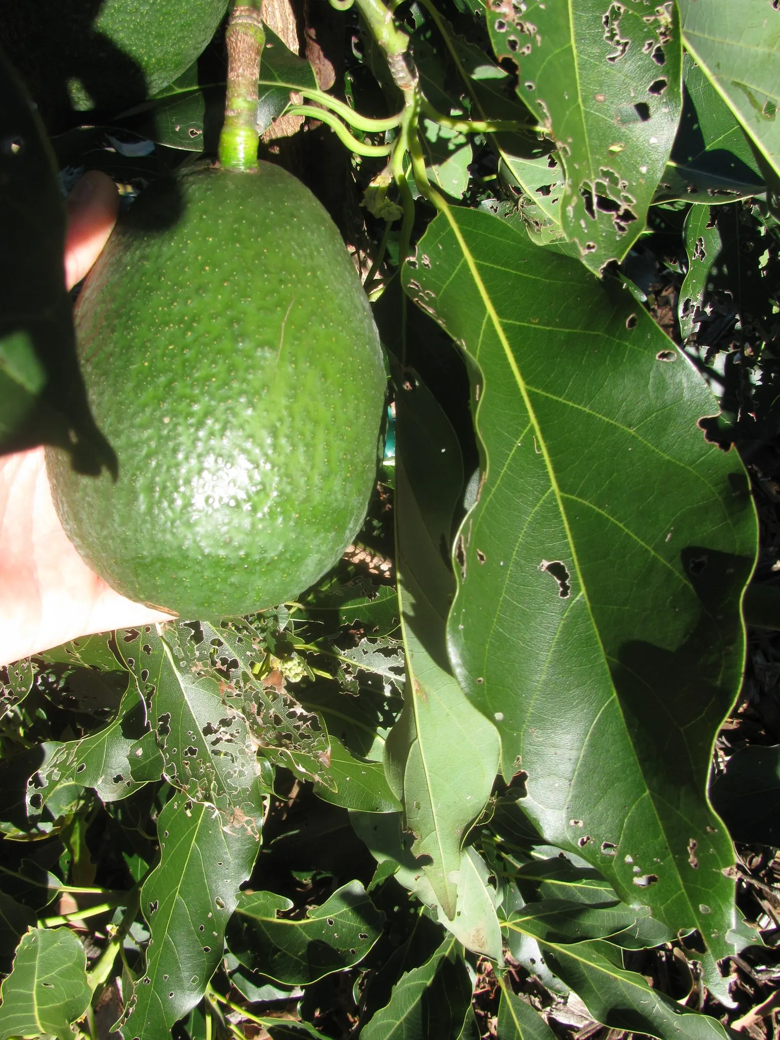 Little Cado Avocado (Persea Americana 'Little Cado') — will support the health of the tree and fruit yield.<br><br>The dwarf stature