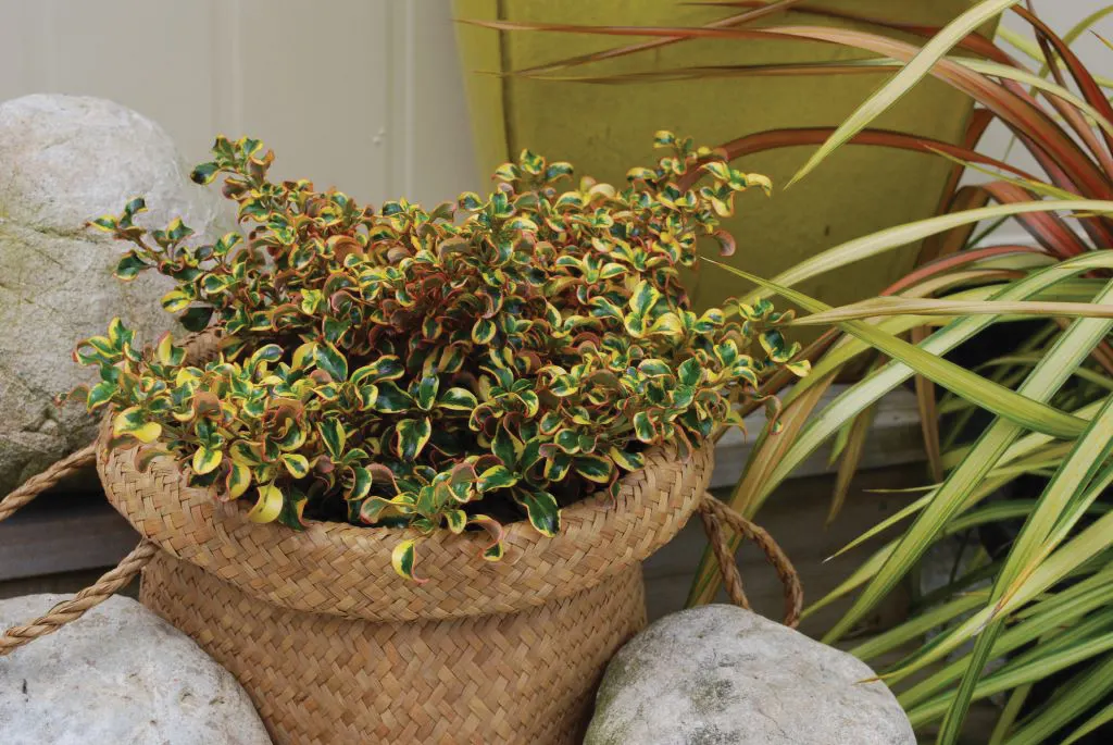 Gold Mirror Bush (Coprosma repens) — The Coprosma repens is a glossy evergreen shrub