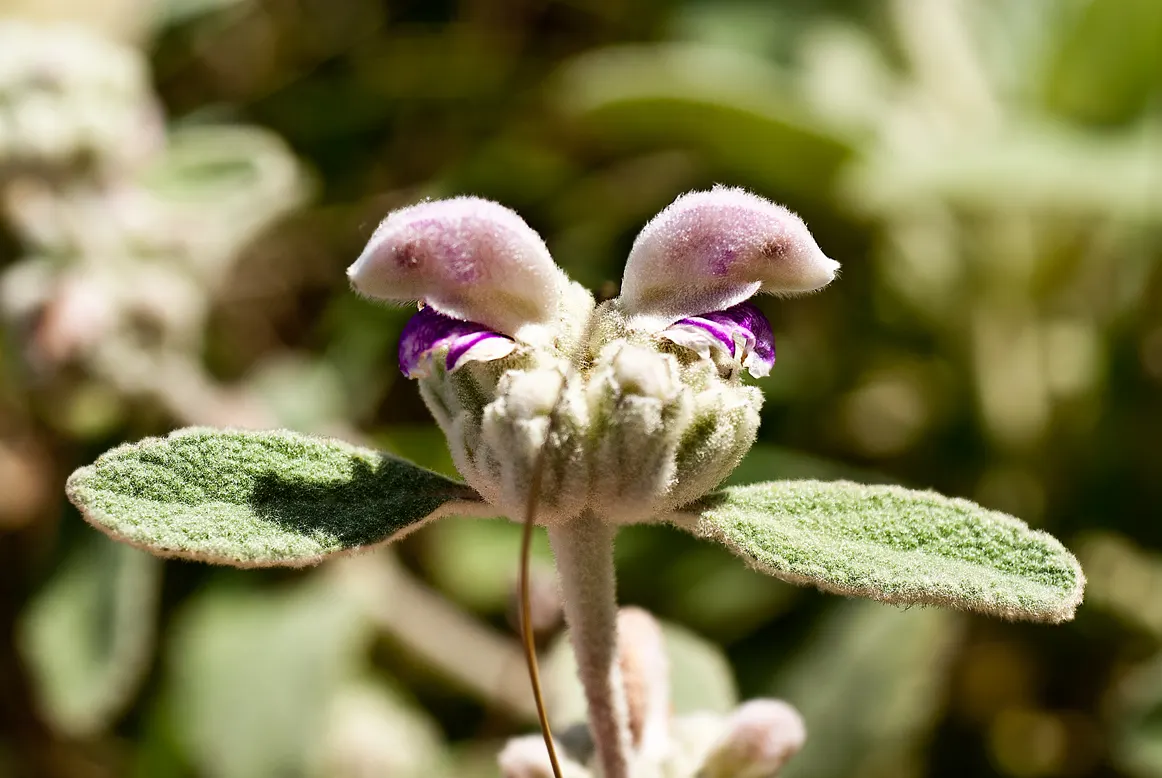 Balearic Island Sage (Phlomis Italica) — is a Mediterranean perennial valued for its woolly