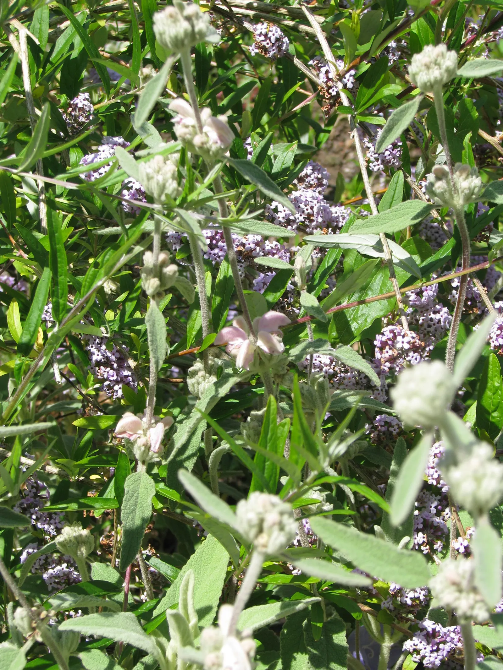 Balearic Island Sage (Phlomis Italica) — heart-shaped leaves and whorls of pink-purple flowers