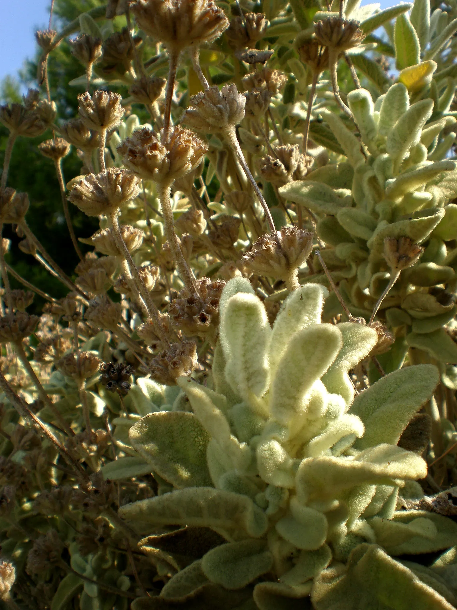 Balearic Island Sage (Phlomis Italica) — providing excellent low-maintenance ground cover and attracting pollinators