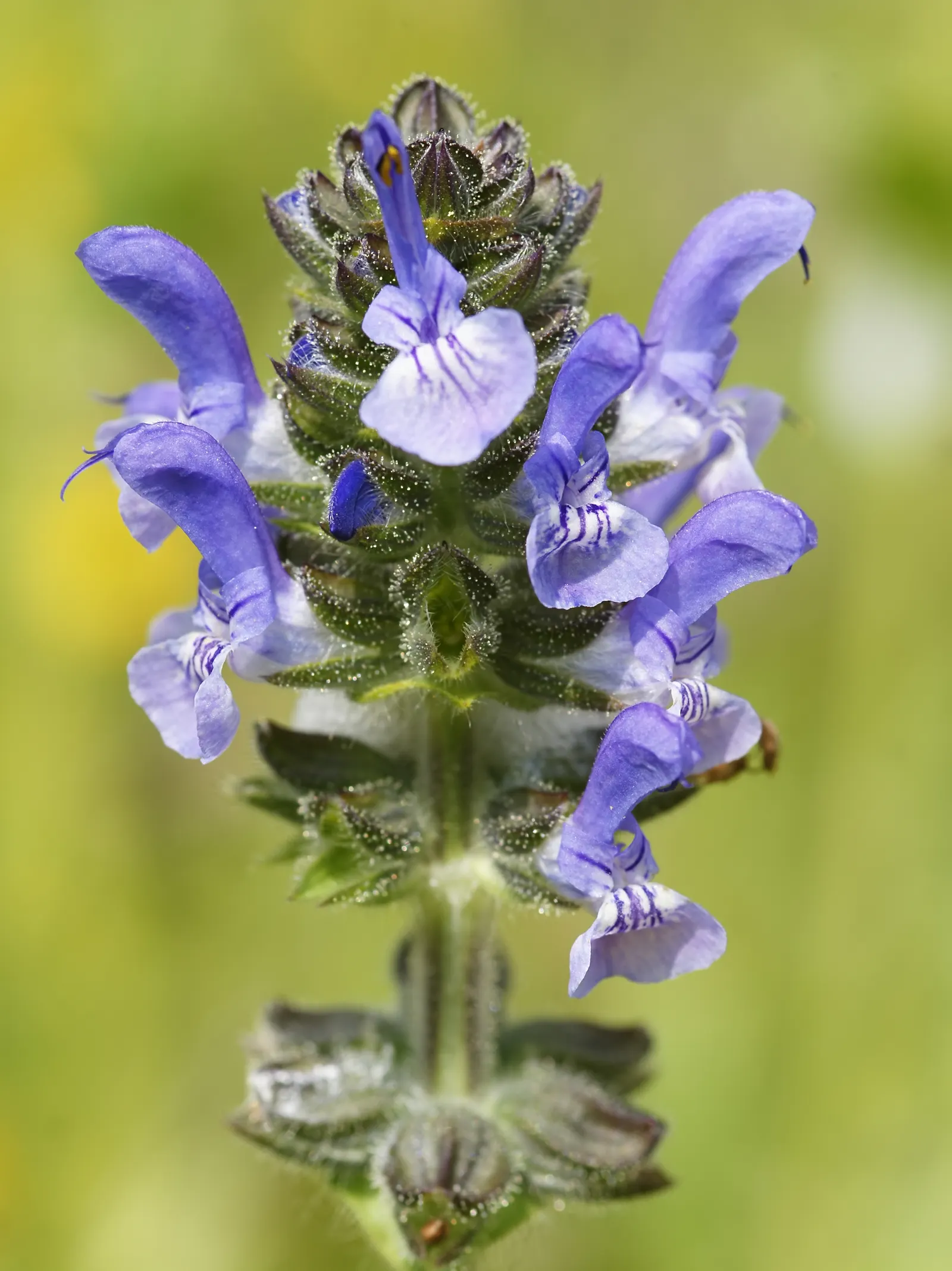 Balearic Island Sage (Phlomis Italica) — Grows up to 3 feet tall and wide, prefers well-drained soil, and thrives in full sun