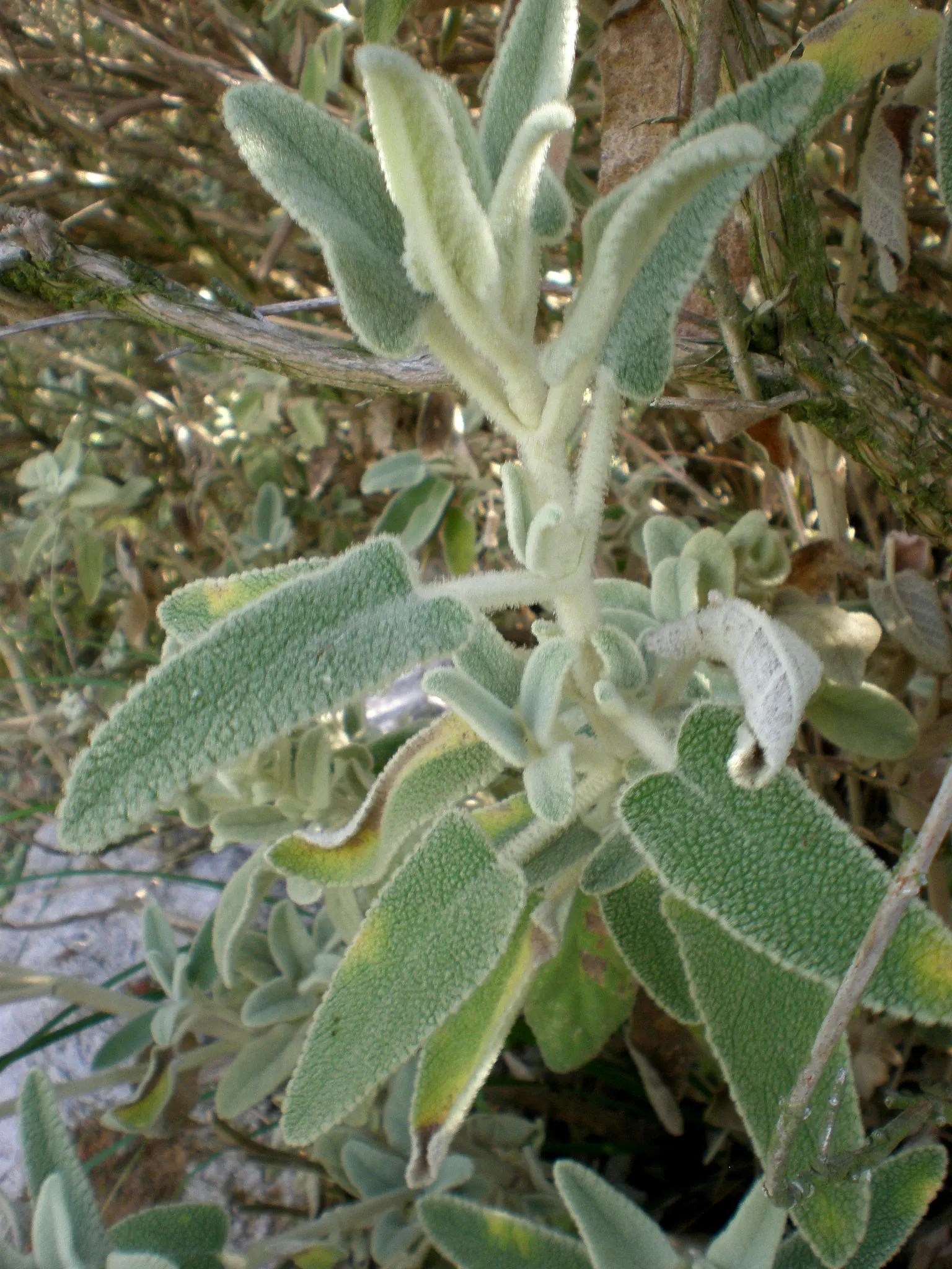 Balearic Island Sage (Phlomis Italica) — It's drought-tolerant and deer-resistant