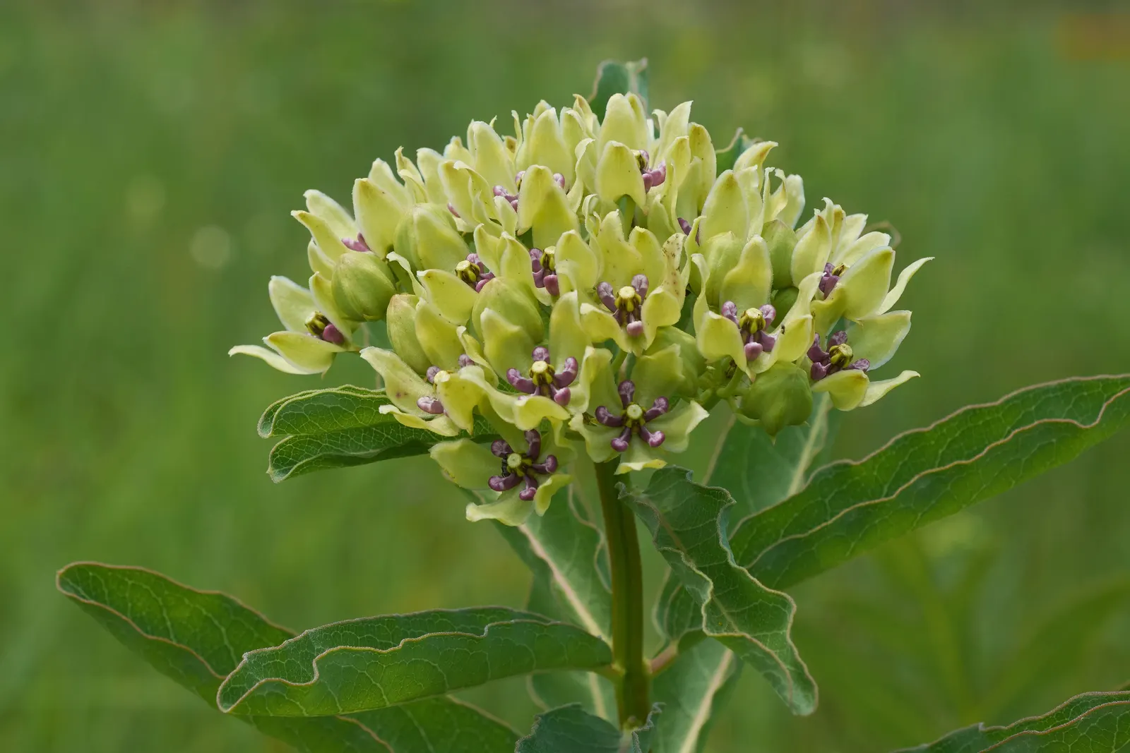 Spider Milkweed (Asclepias Viridis) — adding texture and color to wildflower gardens