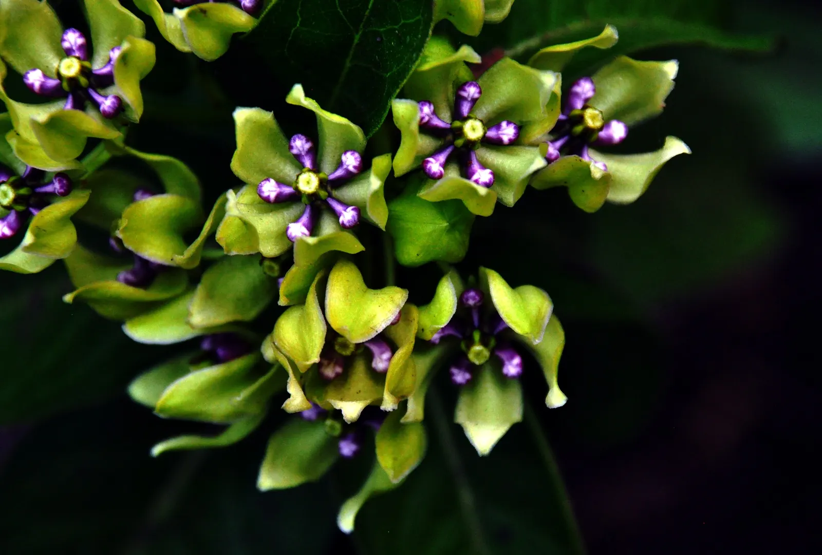 Spider Milkweed (Asclepias Viridis) — is a perennial plant that serves as a vital host for the monarch butterfly; scientifically known as Asclepias viridis