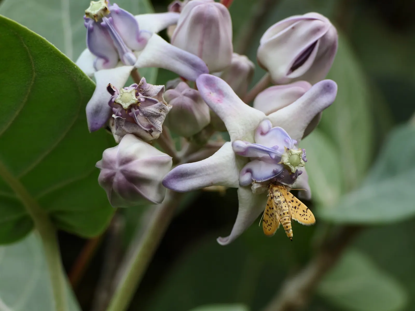 Spider Milkweed (Asclepias Viridis) — Preferring full sun to partial shade