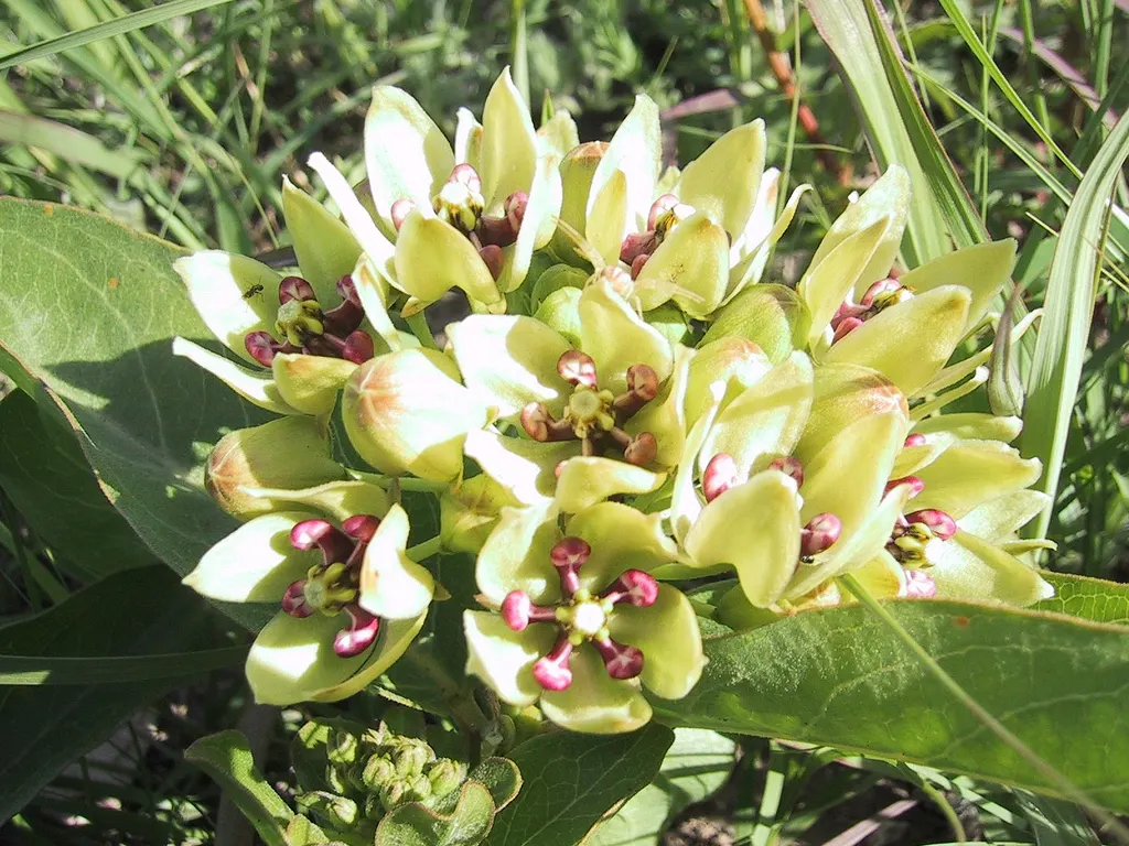 Spider Milkweed (Asclepias Viridis) — This native North American species thrives in USDA zones 4 through 9; perennial for full or half