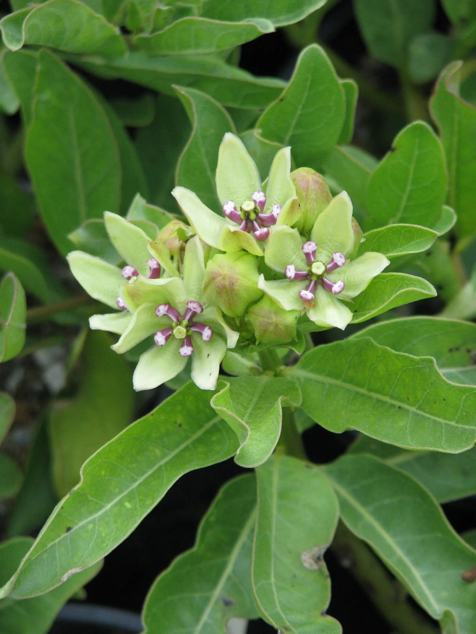 Spider Milkweed (Asclepias Viridis) — scientifically known as Asclepias viridis