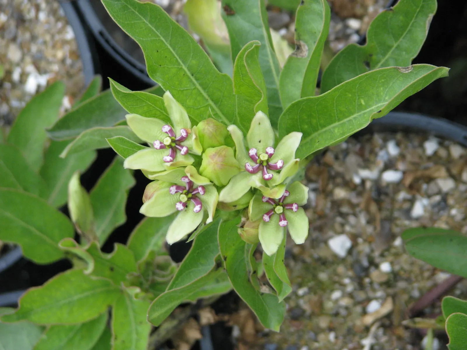 Spider Milkweed (Asclepias Viridis) — This native North American species thrives in USDA zones 4 through 9