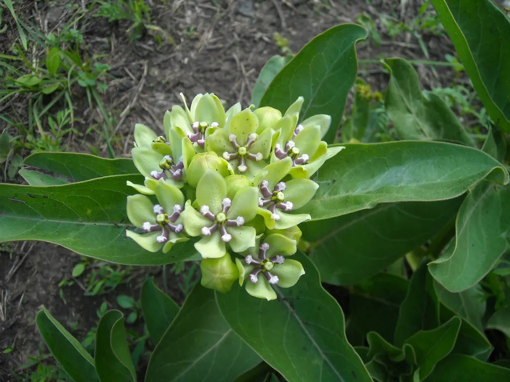 Spider Milkweed (Asclepias Viridis) — scientifically known as Asclepias viridis; perennial with pink blooms