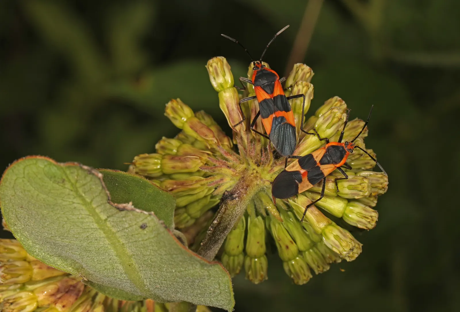 Spider Milkweed (Asclepias Viridis) — it thrives in zones 4-9 and adapts well to dry or well-drained soils; adding texture and color to wildflower gardens