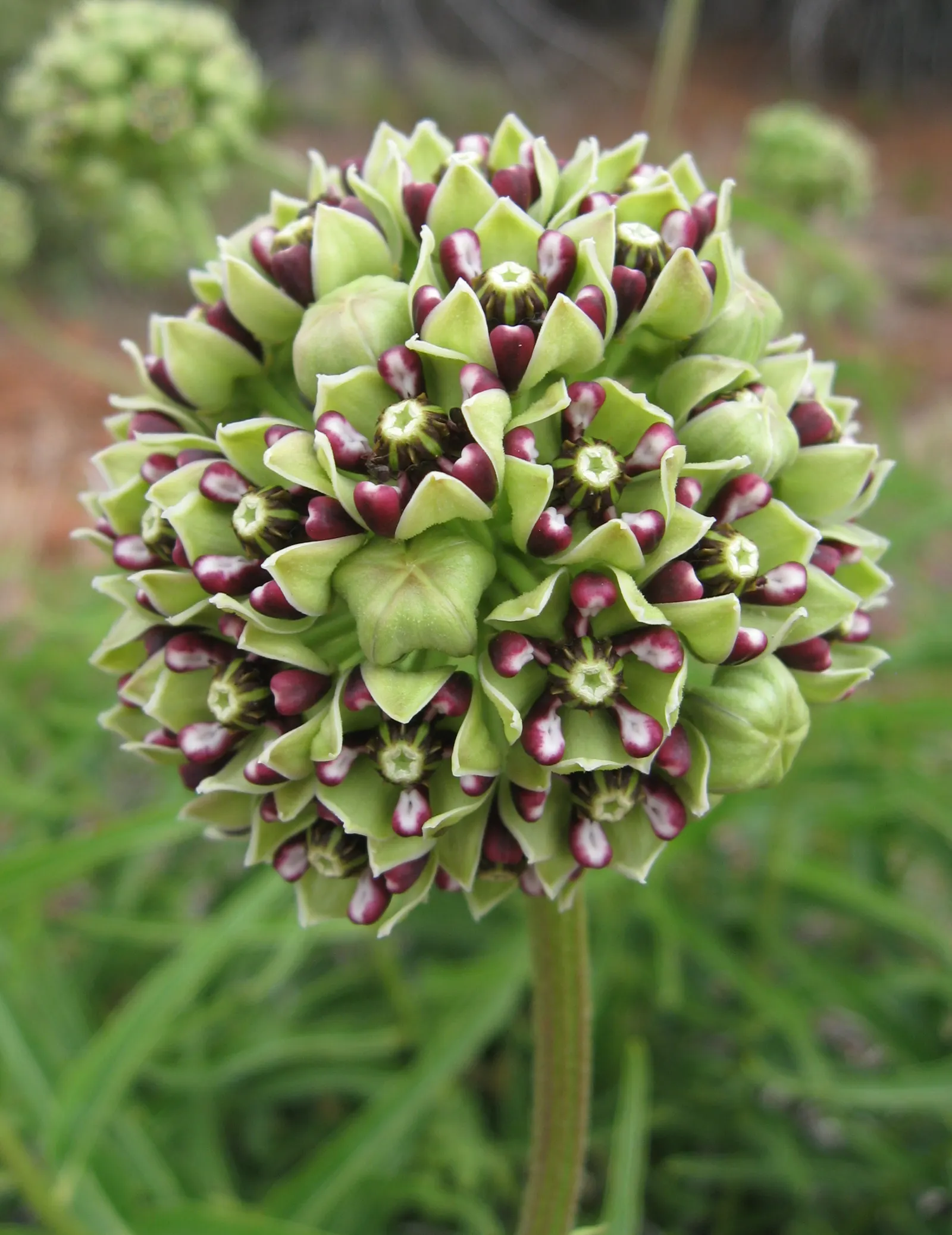Spider Milkweed (Asclepias Viridis) — Asclepias viridis, commonly known as Spider Milkweed, is a native perennial reaching heights of 1-2 feet