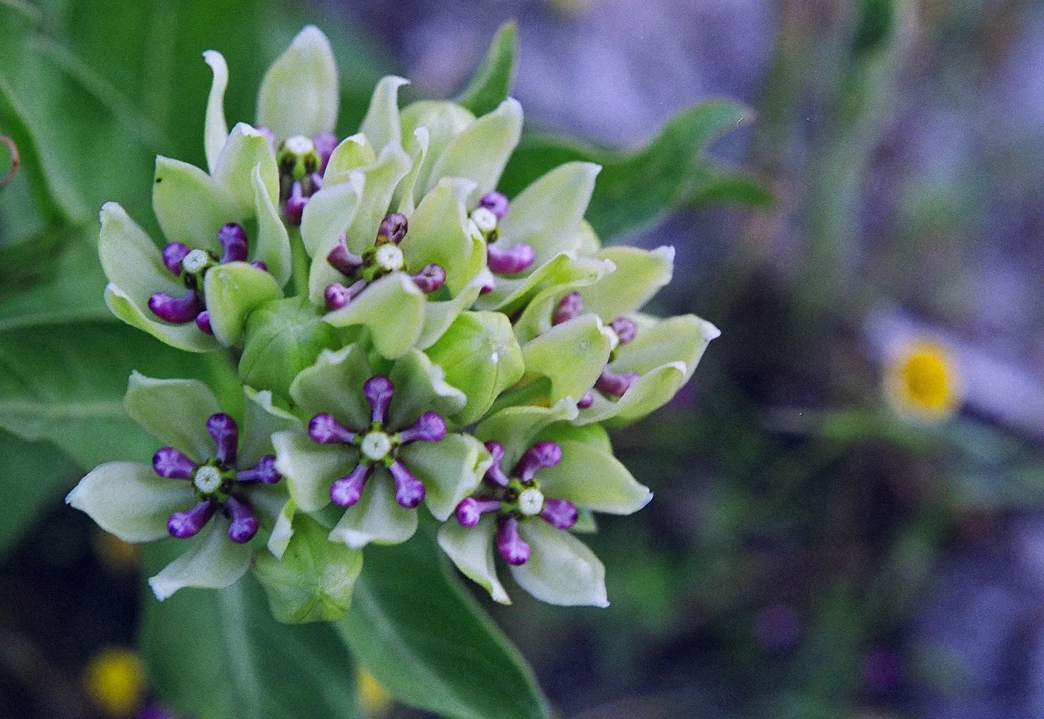 Spider Milkweed (Asclepias Viridis) — which appear from late spring to early summer