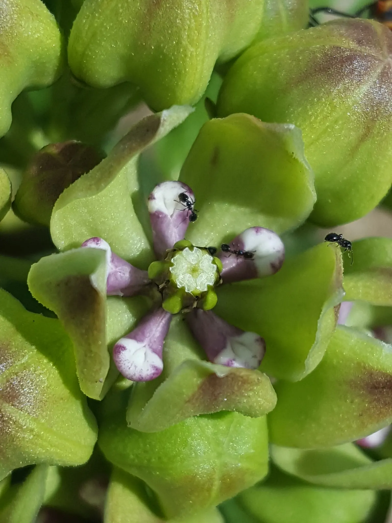 Spider Milkweed (Asclepias Viridis) — pink flowers in the garden