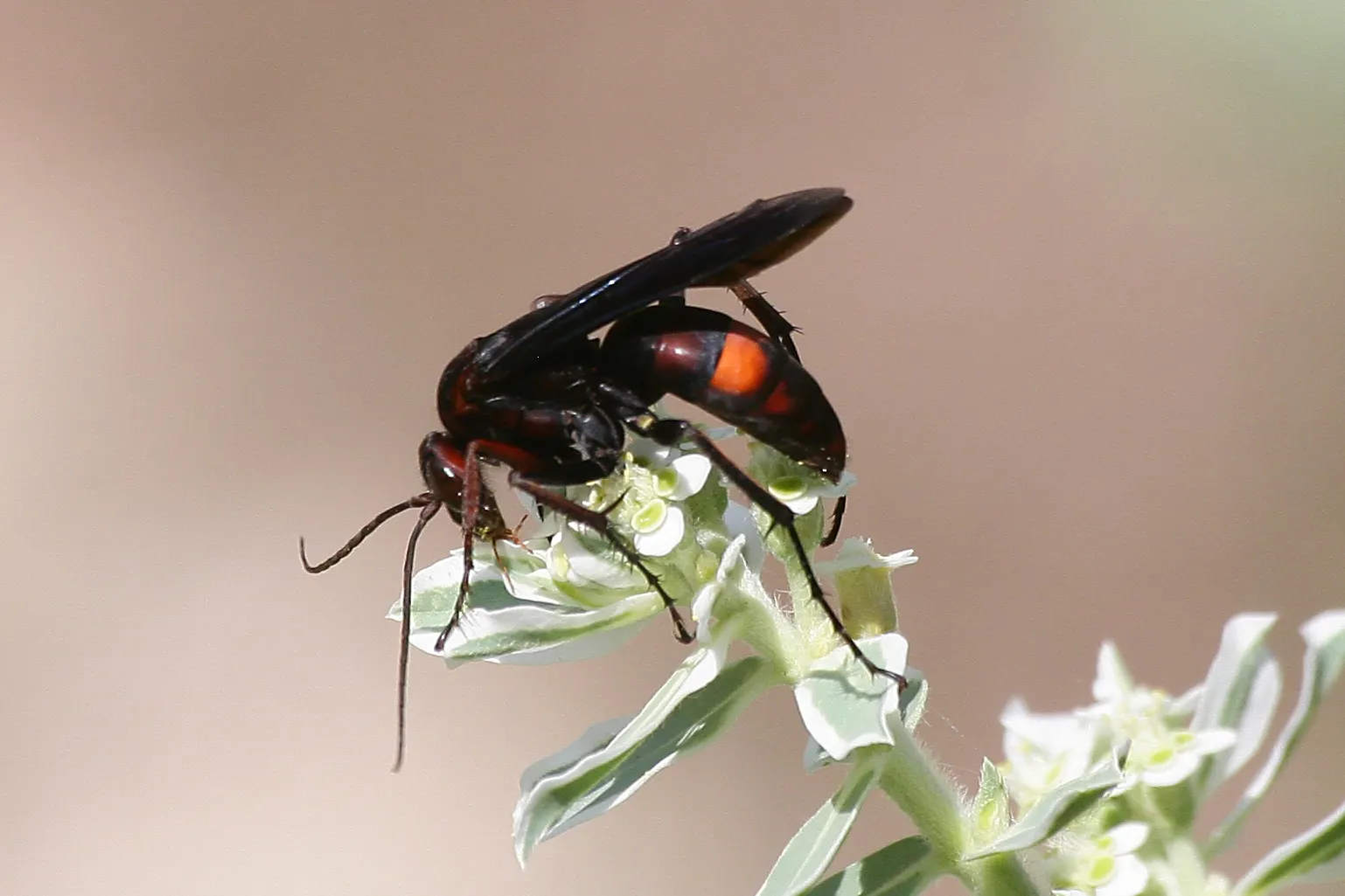 Spider Milkweed (Asclepias Viridis) — this milkweed is an essential host for Monarch butterflies; which appear from late spring to early summer