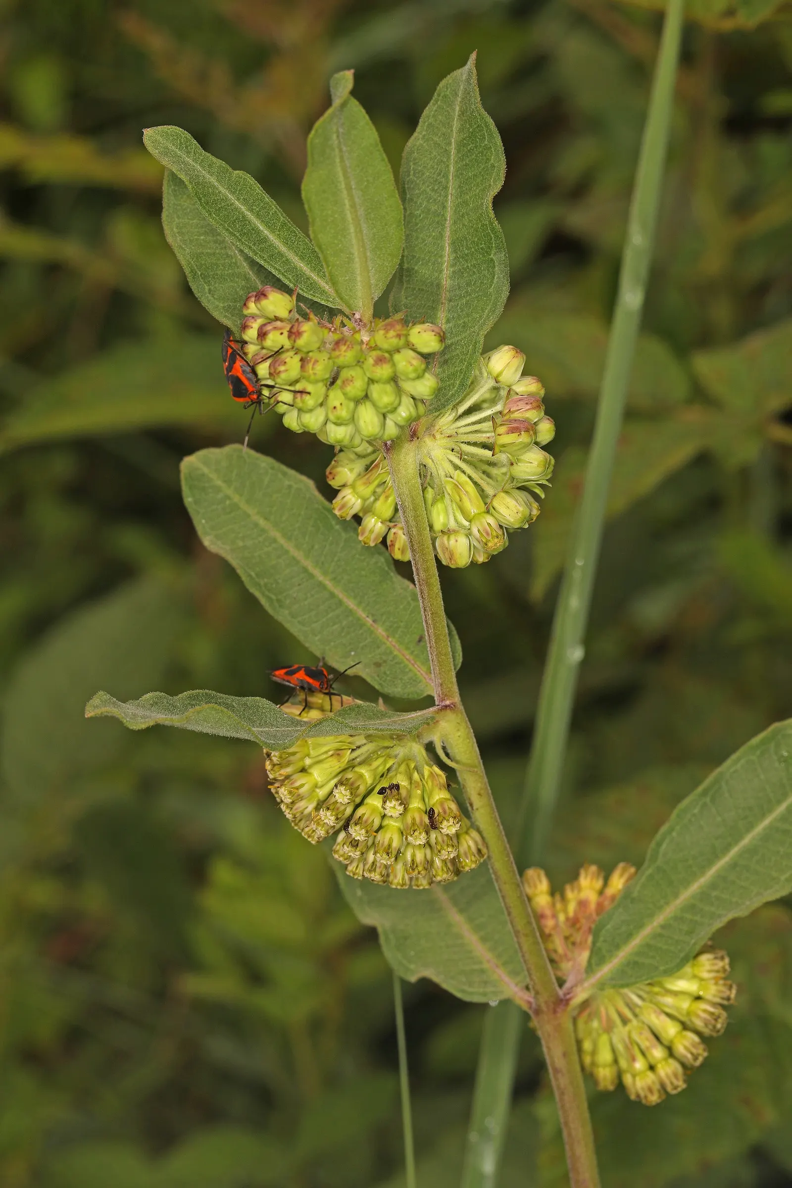 Spider Milkweed (Asclepias Viridis) — One should note that the sap contains toxic compounds; while these are a defense against herbivorous pests