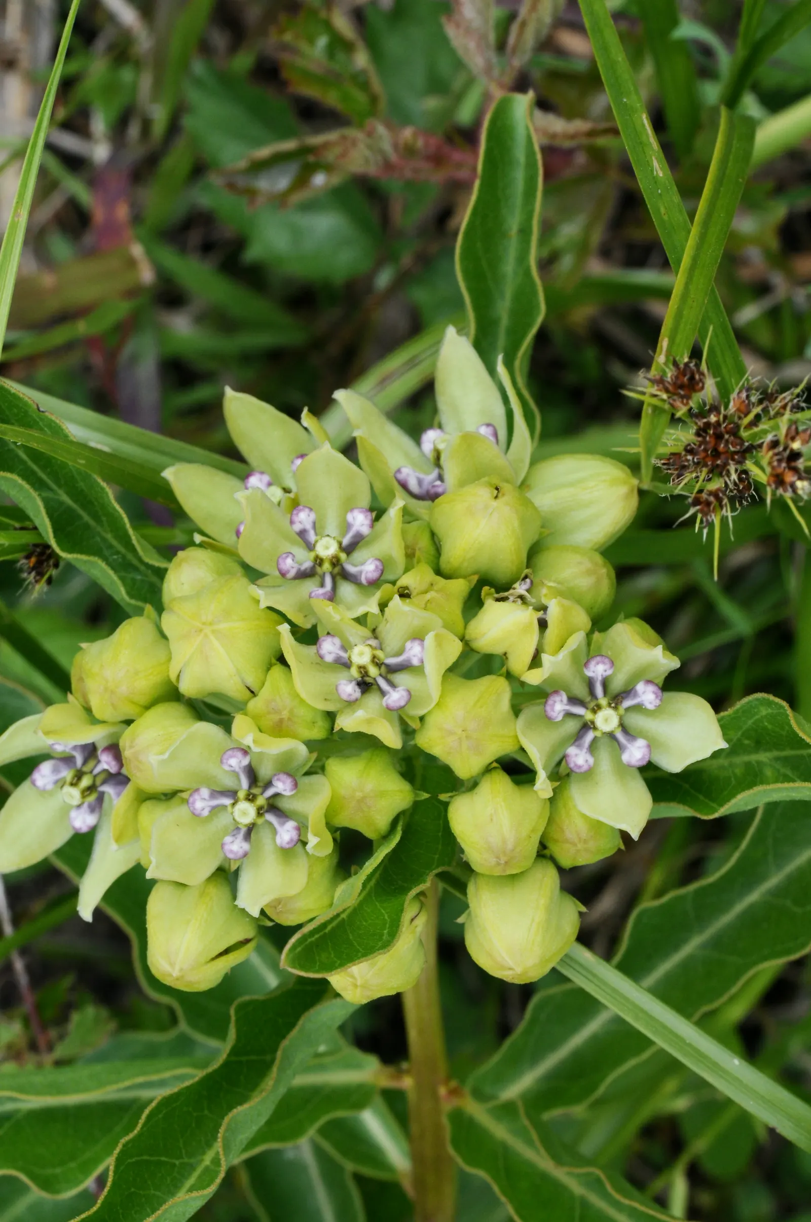 Spider Milkweed (Asclepias Viridis) — with lance-shaped leaves that stretch up to 6 inches in length