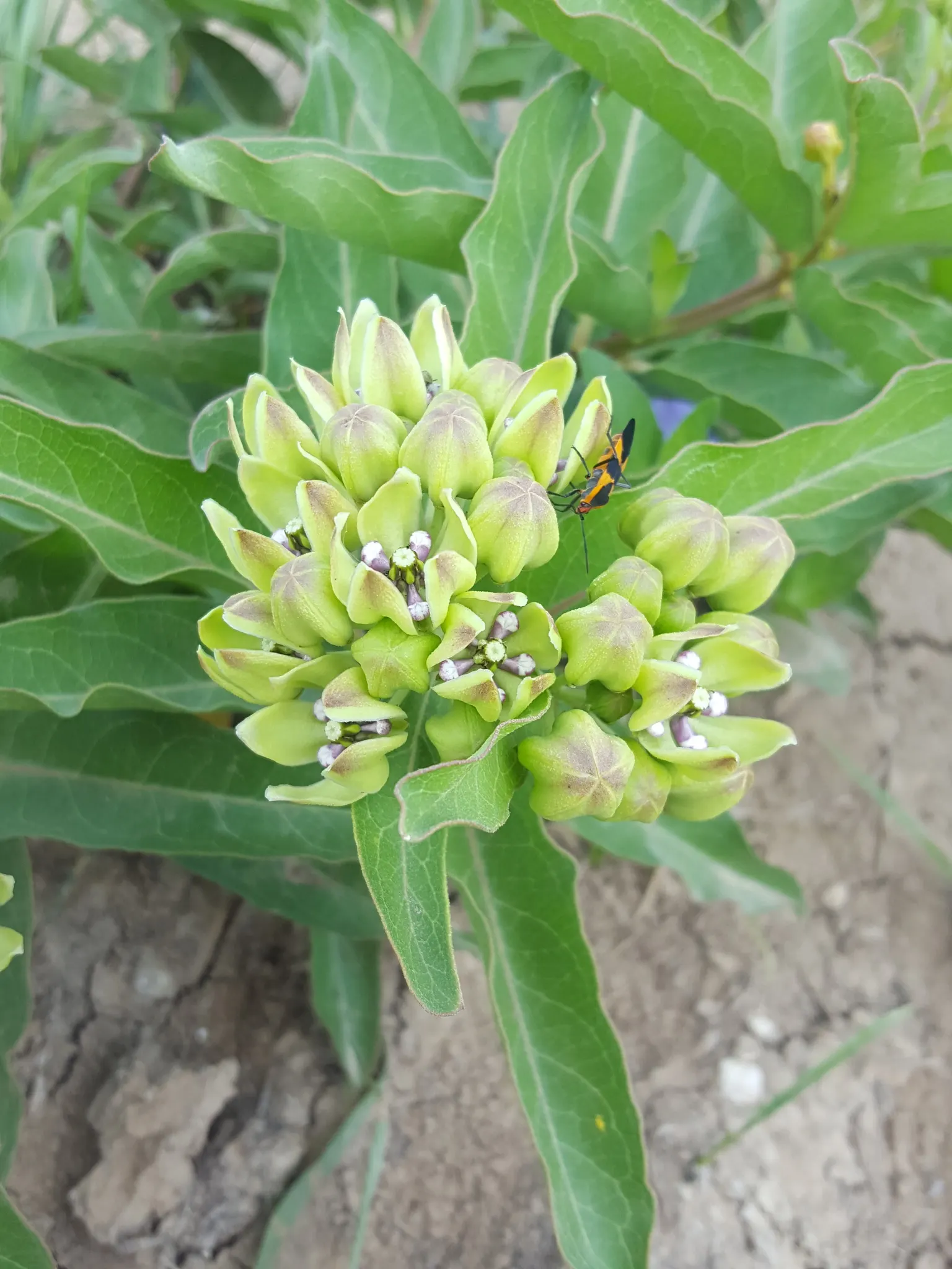 Spider Milkweed (Asclepias Viridis) — perennial with pink blooms