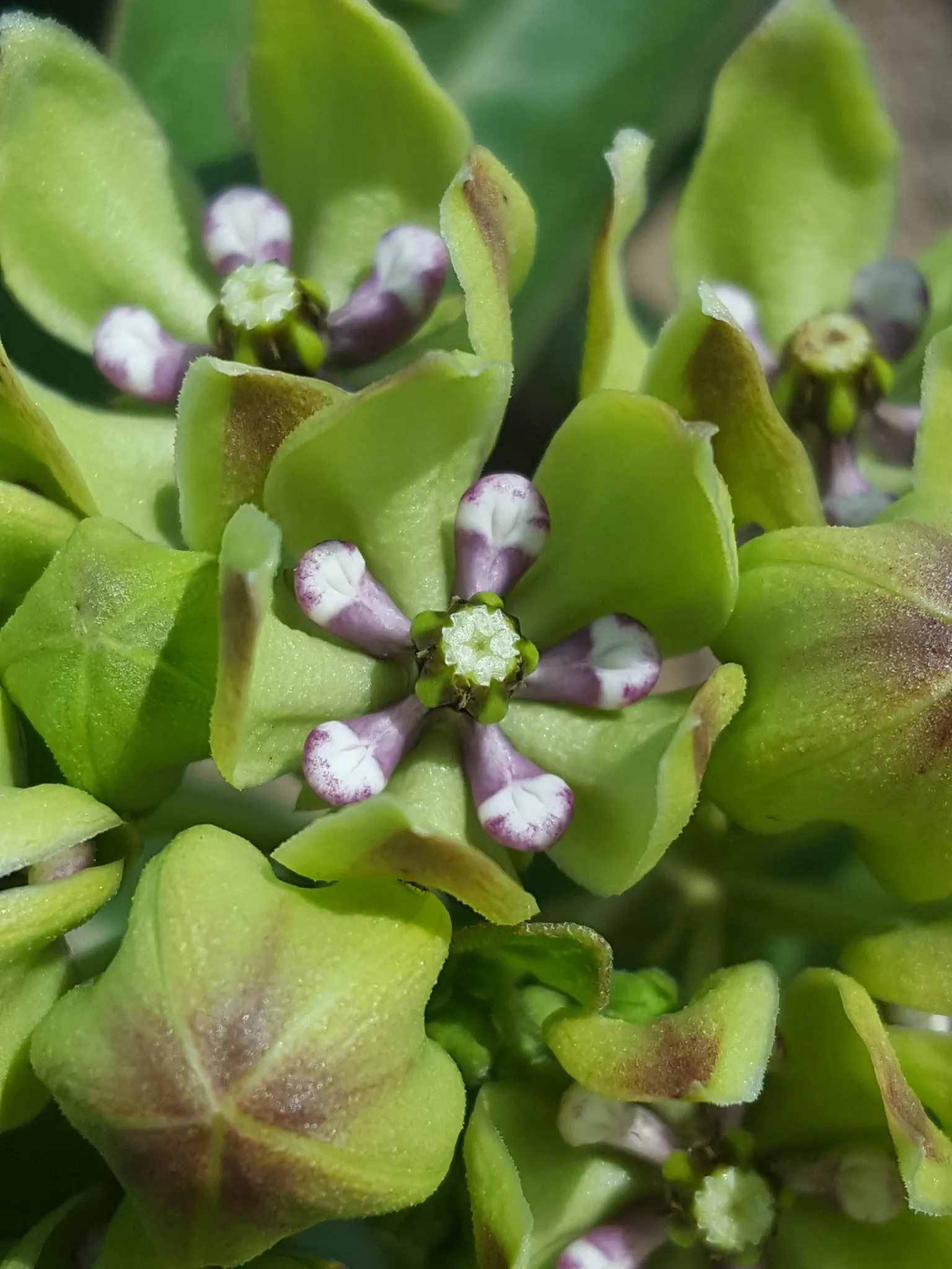 Spider Milkweed (Asclepias Viridis) — requiring occasional watering during prolonged dry spells