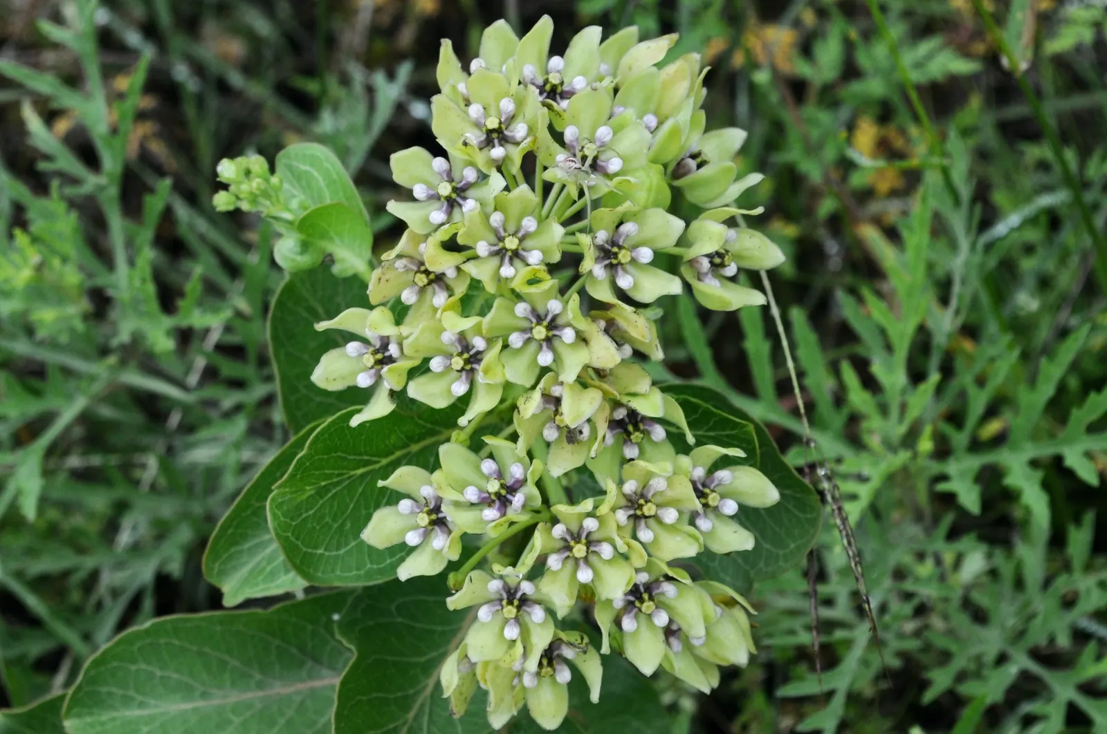 Spider Milkweed (Asclepias Viridis) — perennial for full or half