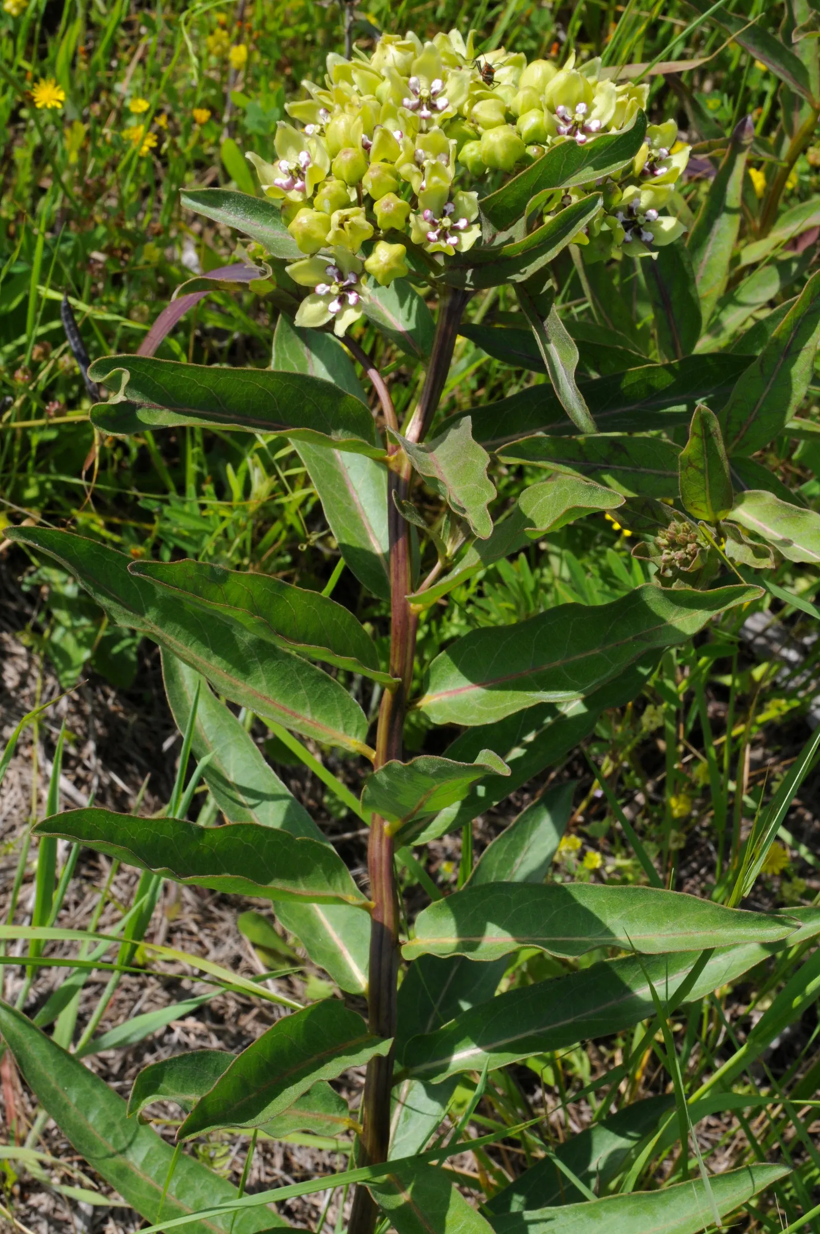 Spider Milkweed (Asclepias Viridis) — providing a breeding habitat and a food source for the larvae