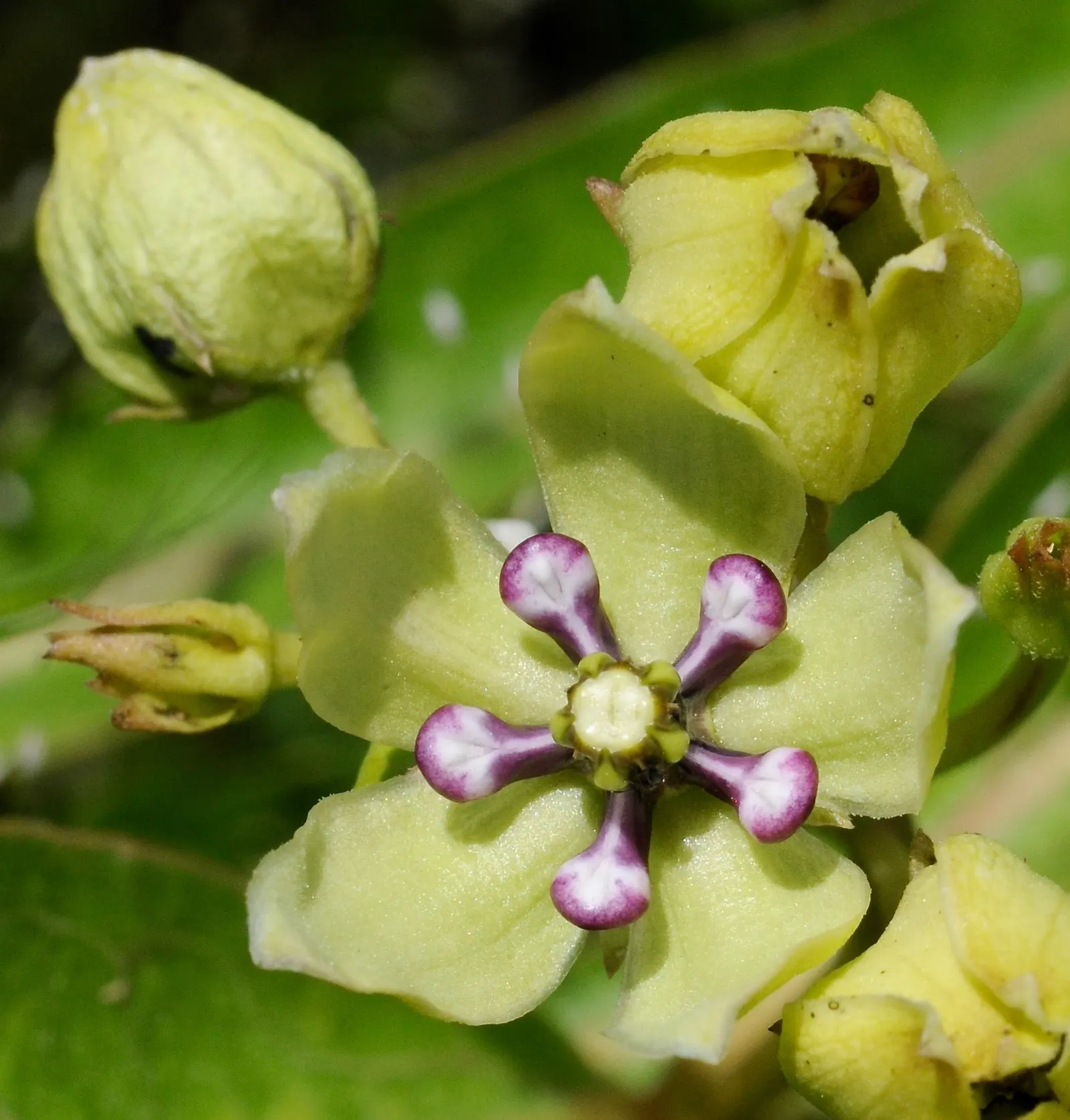 Spider Milkweed (Asclepias Viridis) — Asclepias viridis produces clusters of striking flowers