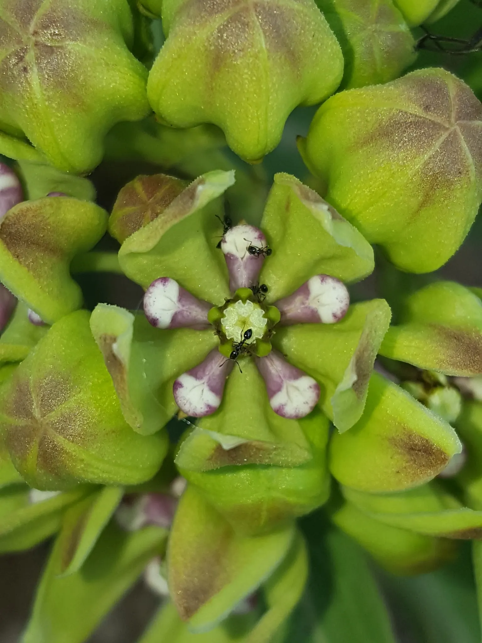 Spider Milkweed (Asclepias Viridis) — they may also be harmful to pets and humans if ingested.<br><br>For landscaping purposes