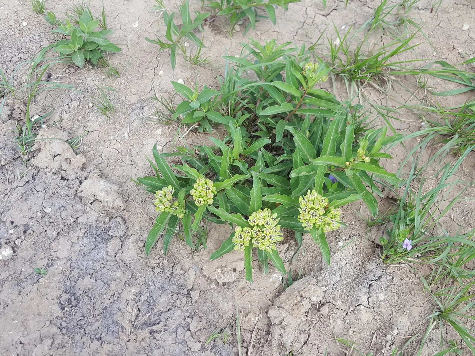 Spider Milkweed (Asclepias Viridis) — this milkweed is an essential host for Monarch butterflies