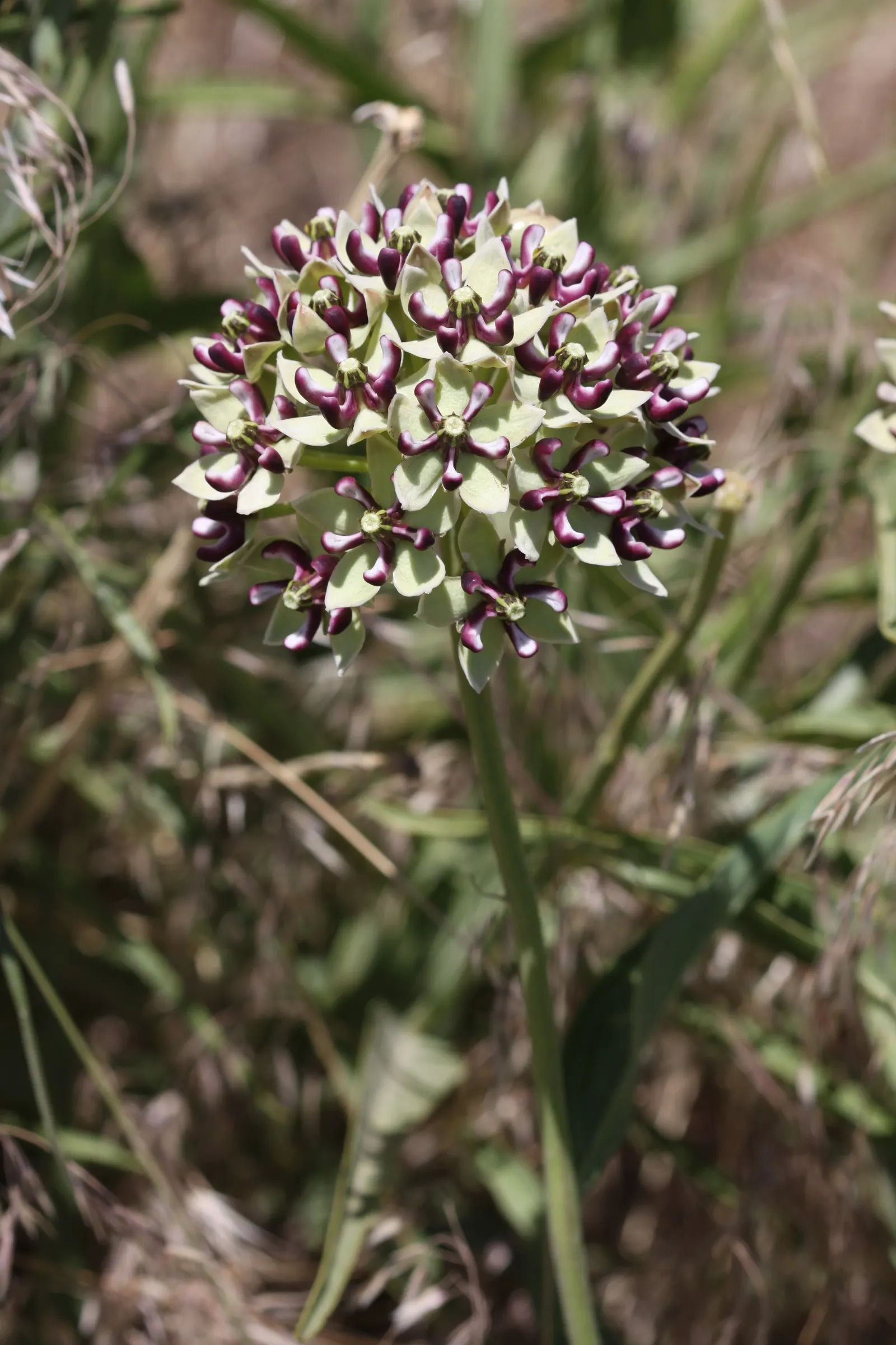Spider Milkweed (Asclepias Viridis) — The plant requires minimal maintenance once established