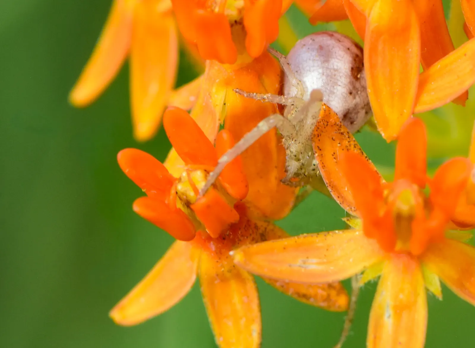 Spider Milkweed (Asclepias Viridis) — it thrives in zones 4-9 and adapts well to dry or well-drained soils