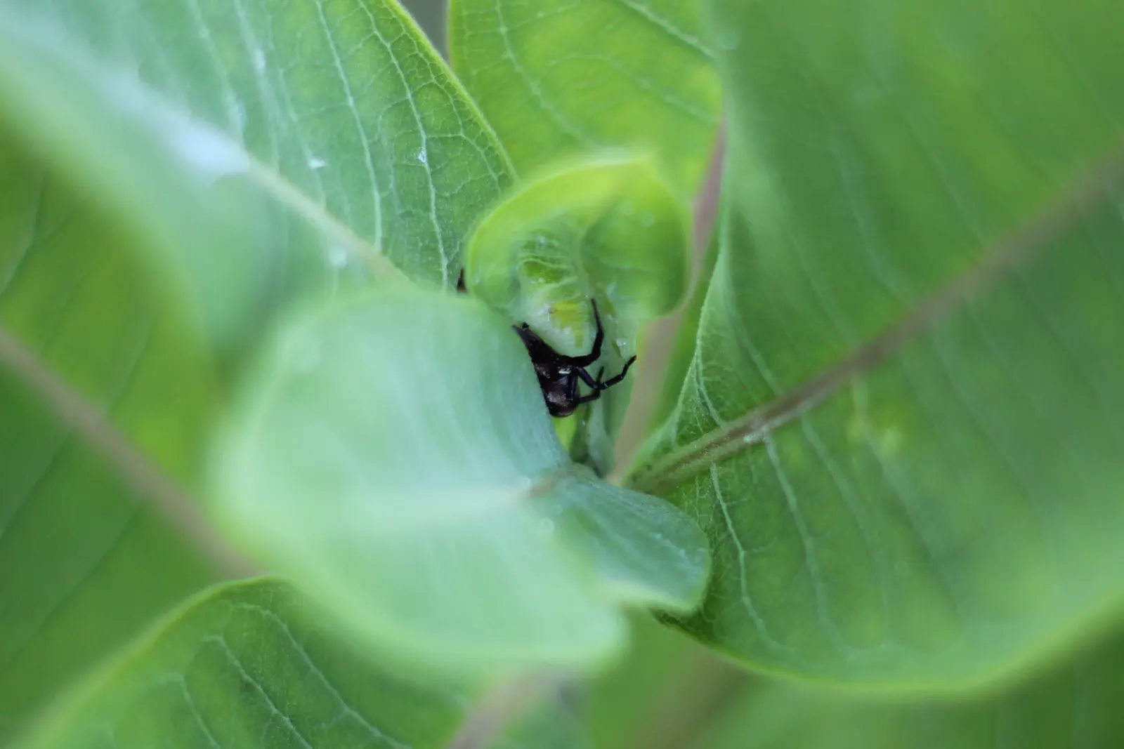 Spider Milkweed (Asclepias Viridis) — Preferring full sun to partial shade; pink flowers in the garden
