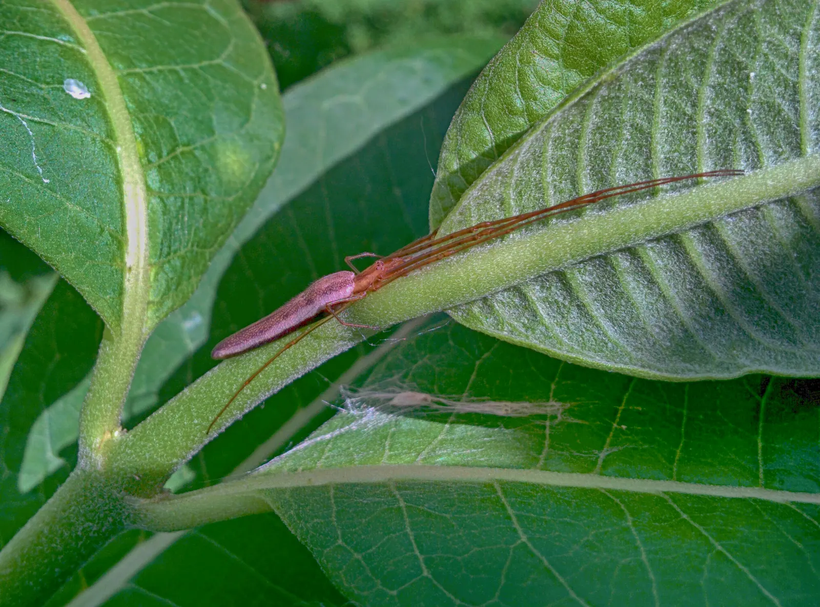 Spider Milkweed (Asclepias Viridis) — exhibit a unique palette of greenish-white petals and purple centers