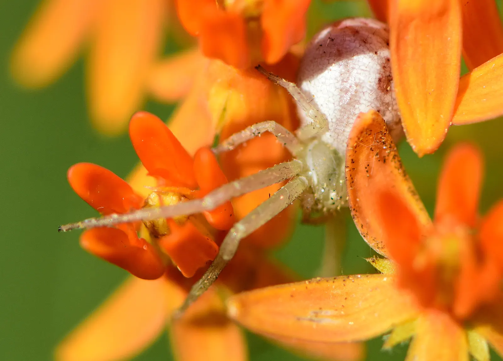 Spider Milkweed (Asclepias Viridis) — providing a breeding habitat and a food source for the larvae; with lance-shaped leaves that stretch up to 6 inches in