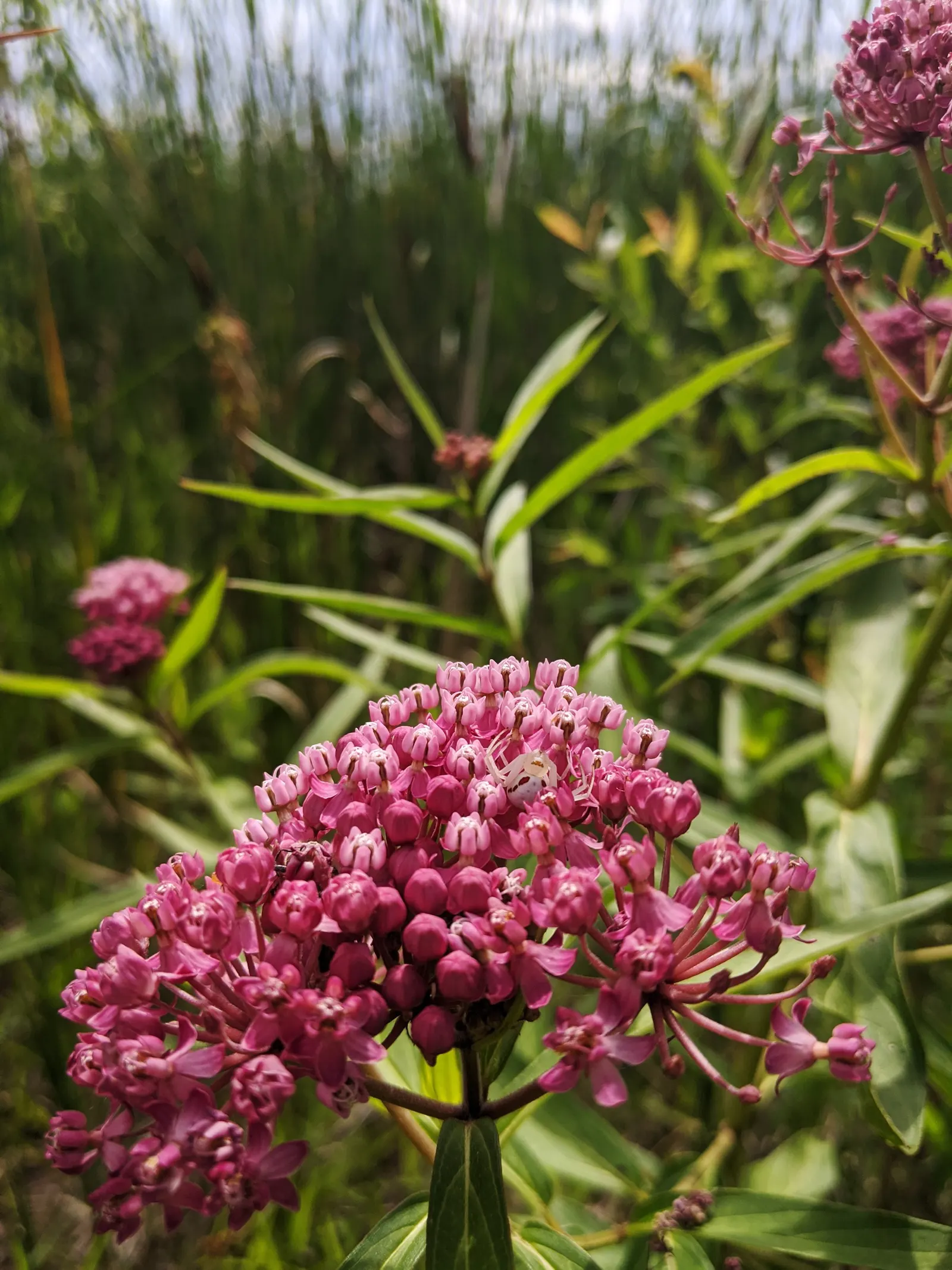 Spider Milkweed (Asclepias Viridis) — adding texture and color to wildflower gardens; exhibit a unique palette of greenish-white petals and purple centers