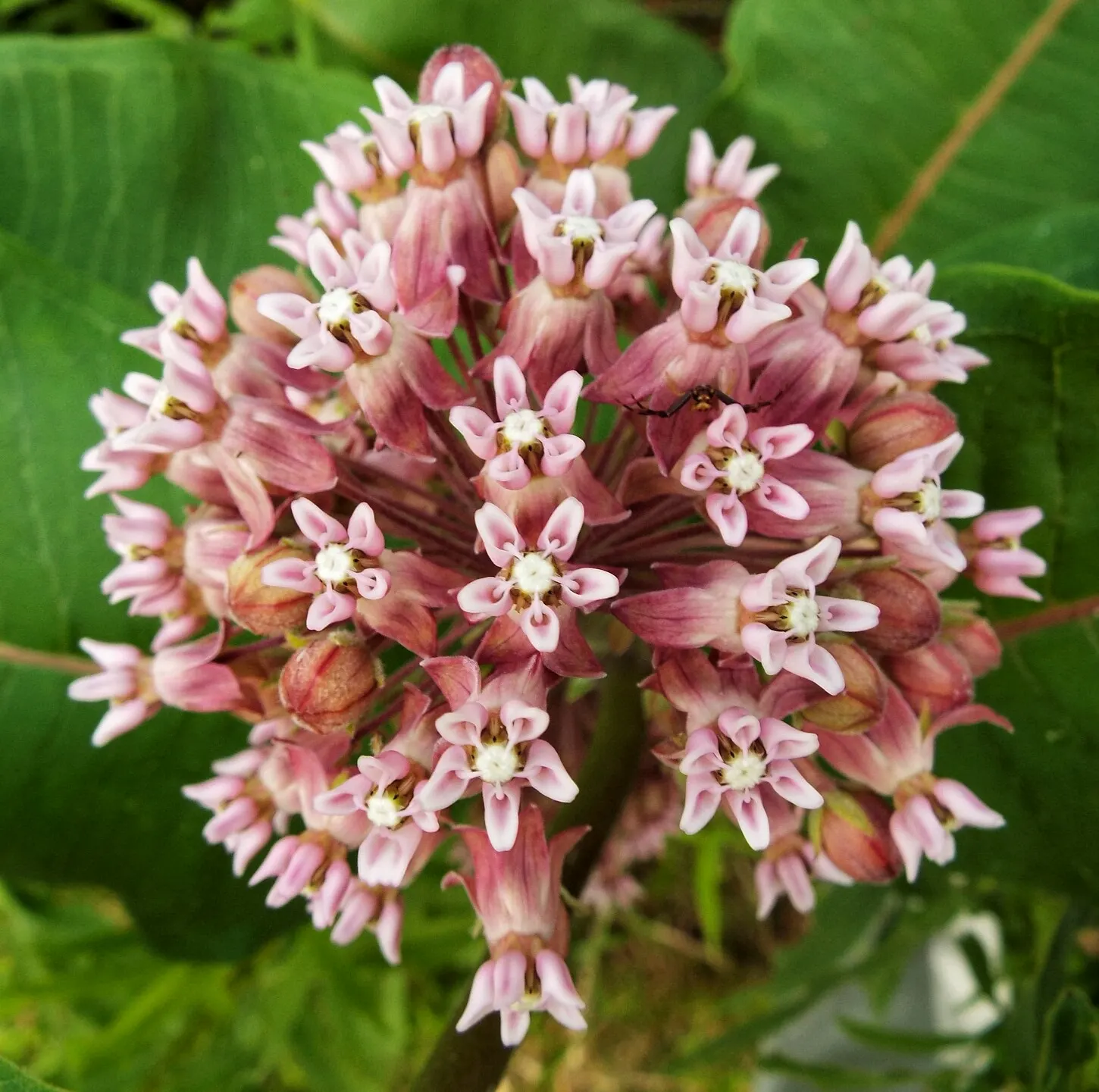Spider Milkweed (Asclepias Viridis) — is a perennial plant that serves as a vital host for the monarch butterfly