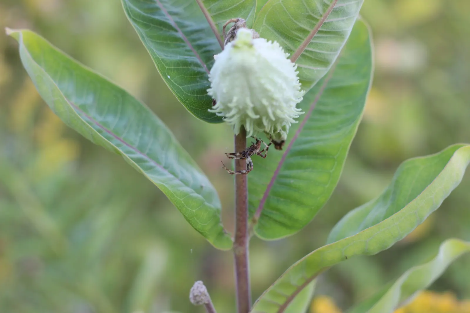 Spider Milkweed (Asclepias Viridis) — Asclepias viridis, commonly known as Spider Milkweed, is a native perennial reaching heights of 1-2 feet; it thrives in