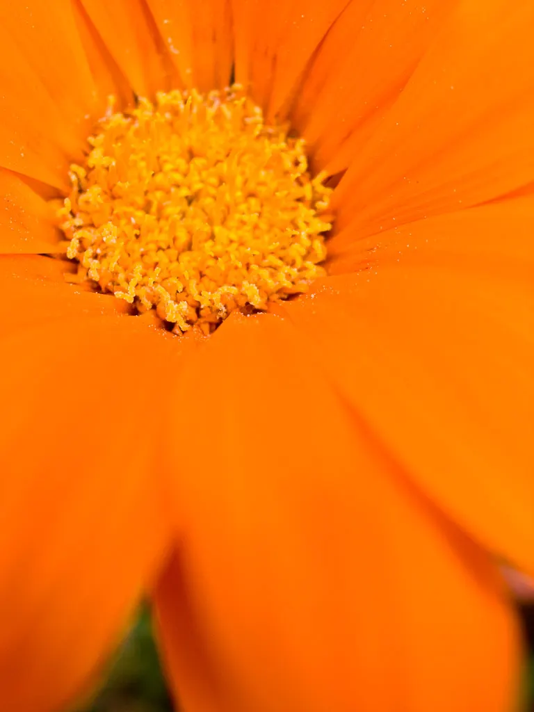 Orange Gazania (Gazania Orange) — Blooms spring to fall, attracting pollinators while providing a striking color pop against green foliage; drawing, image 52