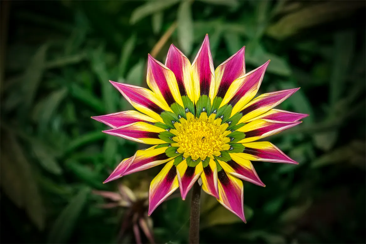 Orange Gazania (Gazania Orange) — notable for its vibrant daisy-like blooms; the plant typically reaches a height of about 6 to 10 inches with a, image 48