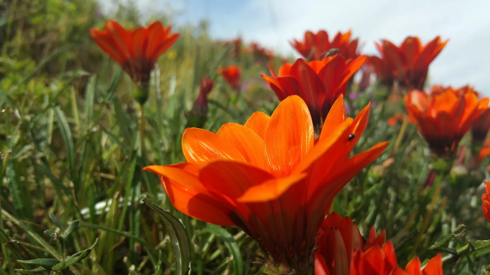 Orange Gazania (Gazania Orange) — the Orange Gazania thrives in full sun and prefers well-drained soil; lance-shaped foliage.<br><br>Flowering from, image 55