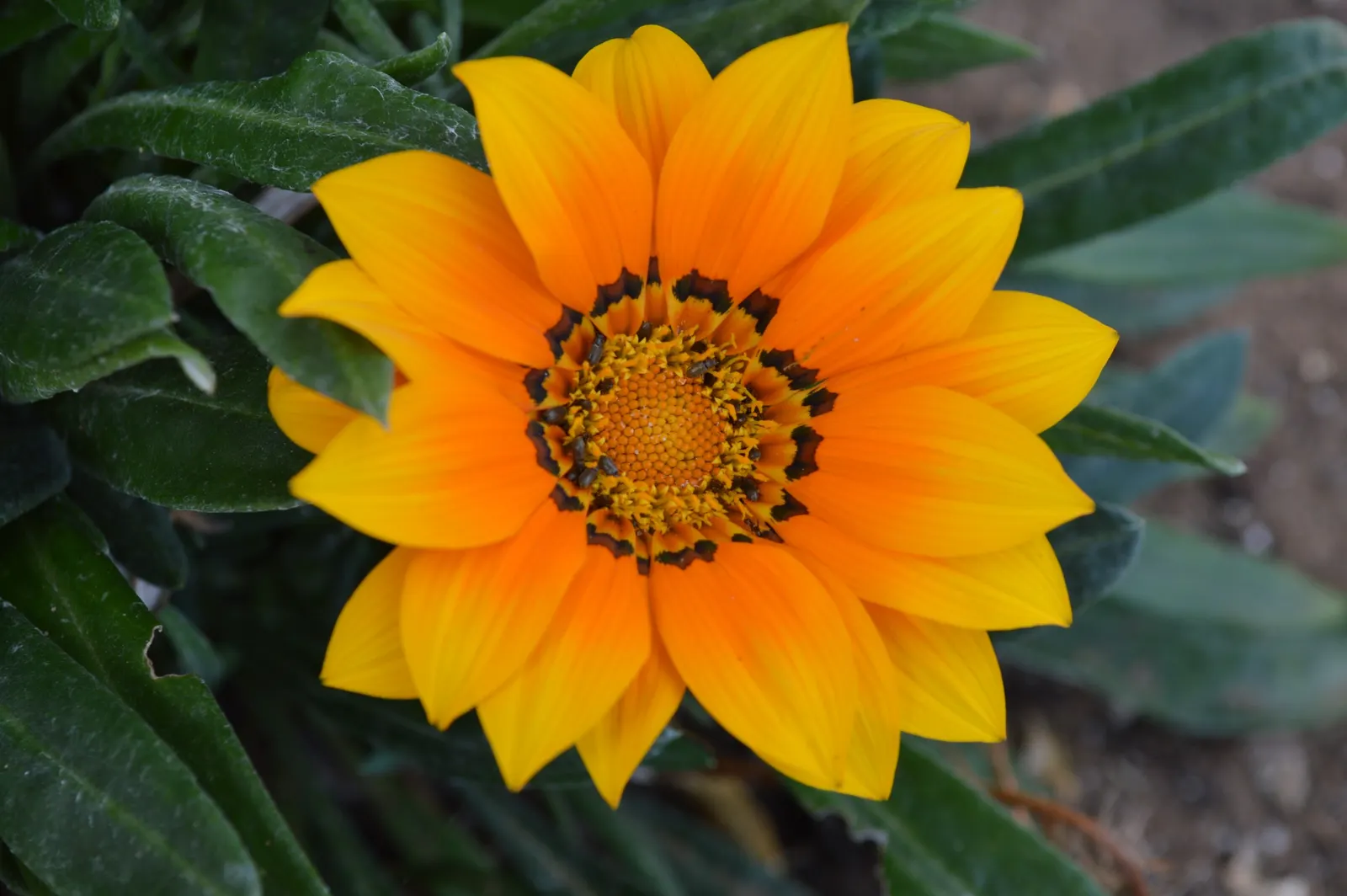 Orange Gazania (Gazania Orange) — drawing attention with its striking blooms that close at night and reopen with the morning sun; helping to minimize the risk