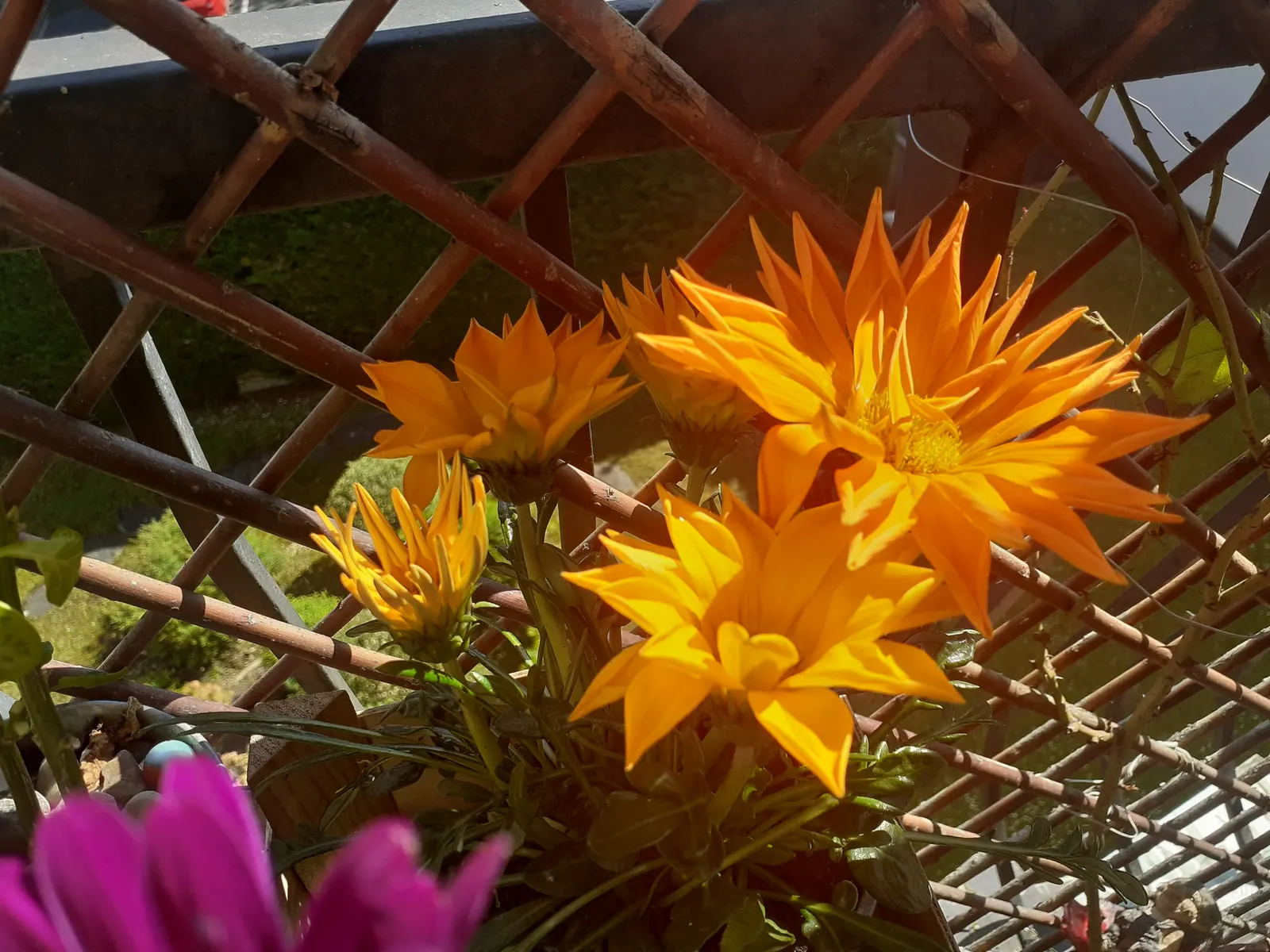 Orange Gazania (Gazania Orange) — daisy-like orange flowers