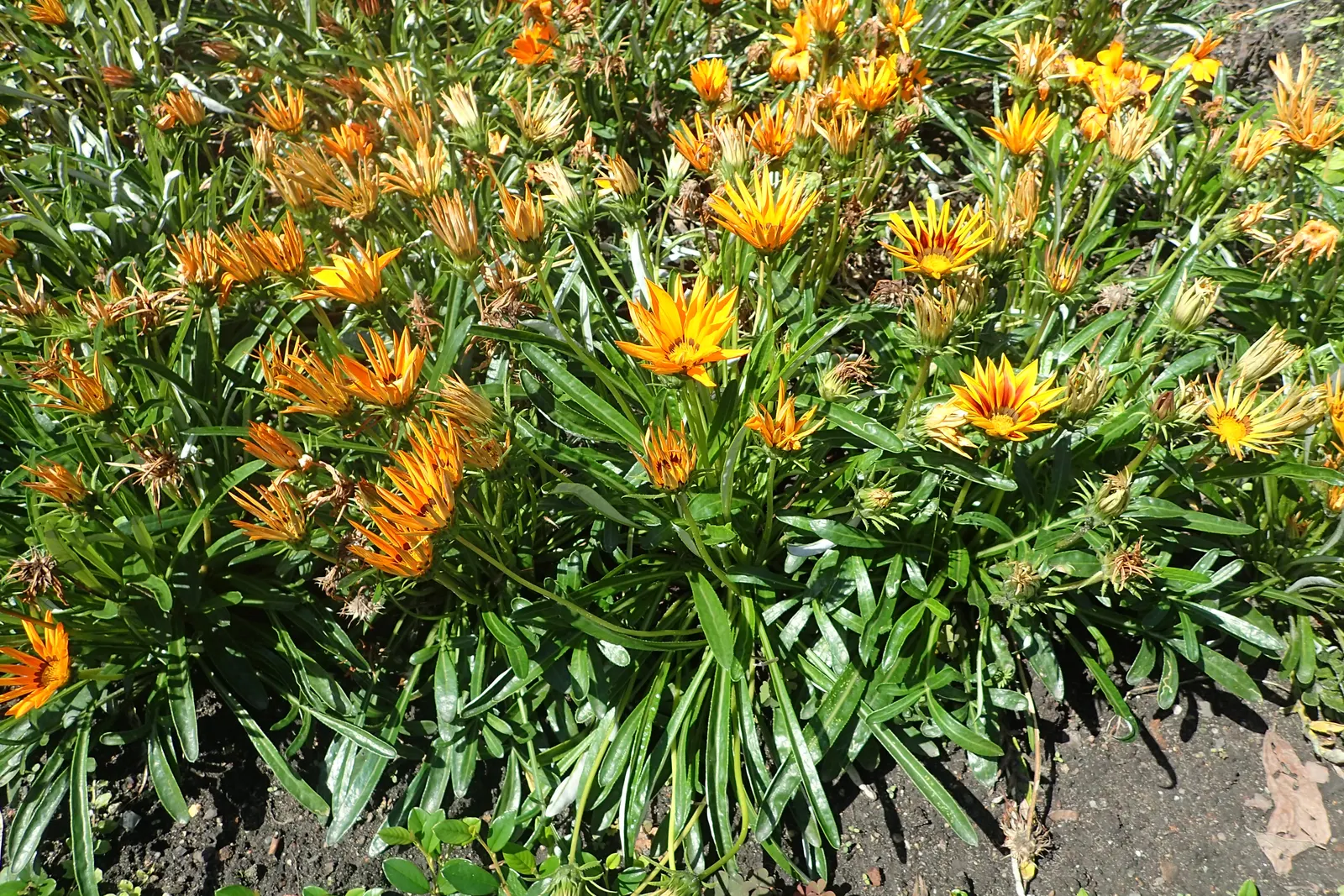 Orange Gazania (Gazania Orange) — lance-shaped foliage.<br><br>Flowering from early summer until fall