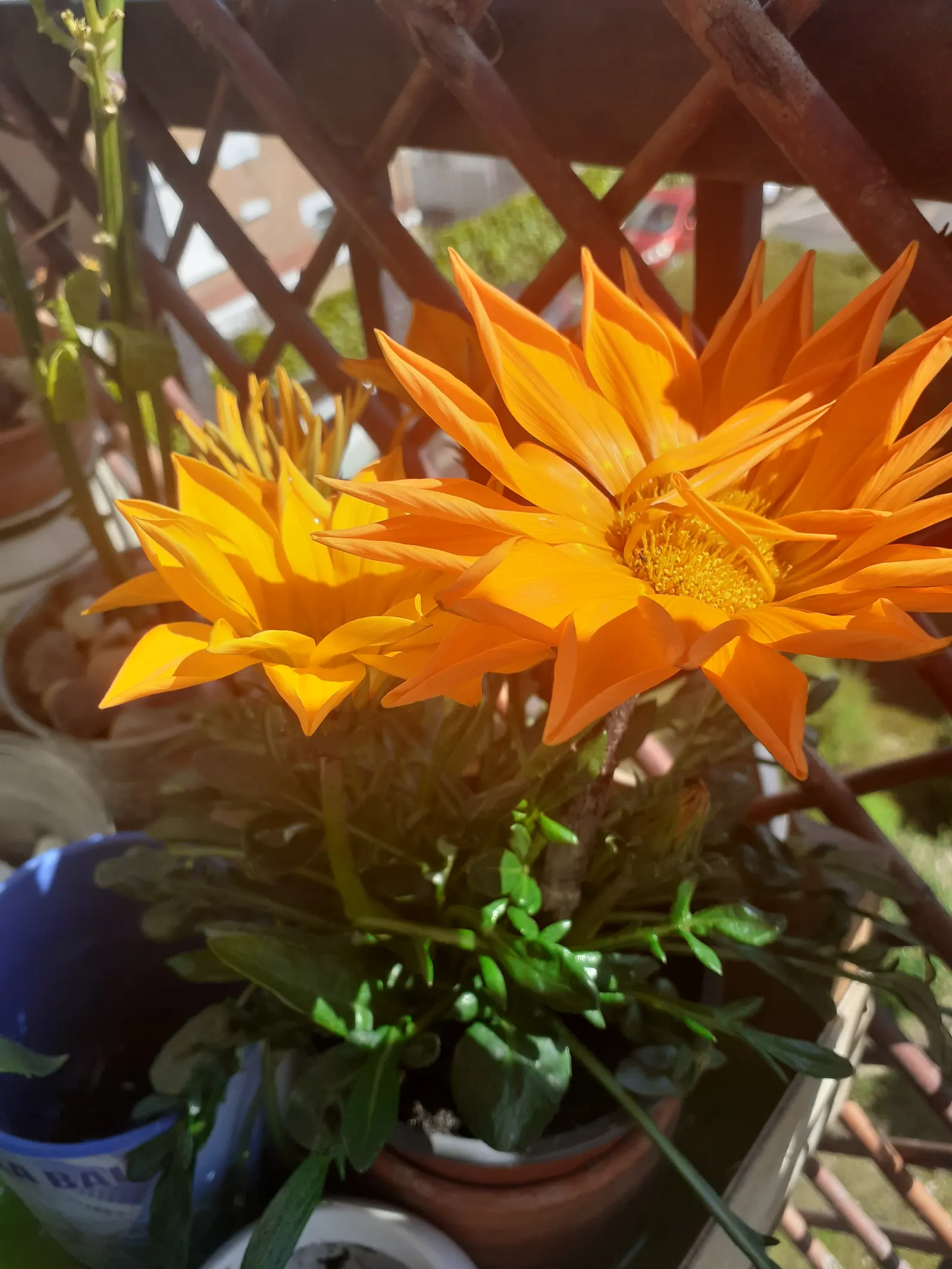 Orange Gazania (Gazania Orange) — Gazania Orange offers a long season of interest; it is remarkably drought-tolerant, making it a suitable option, image 61