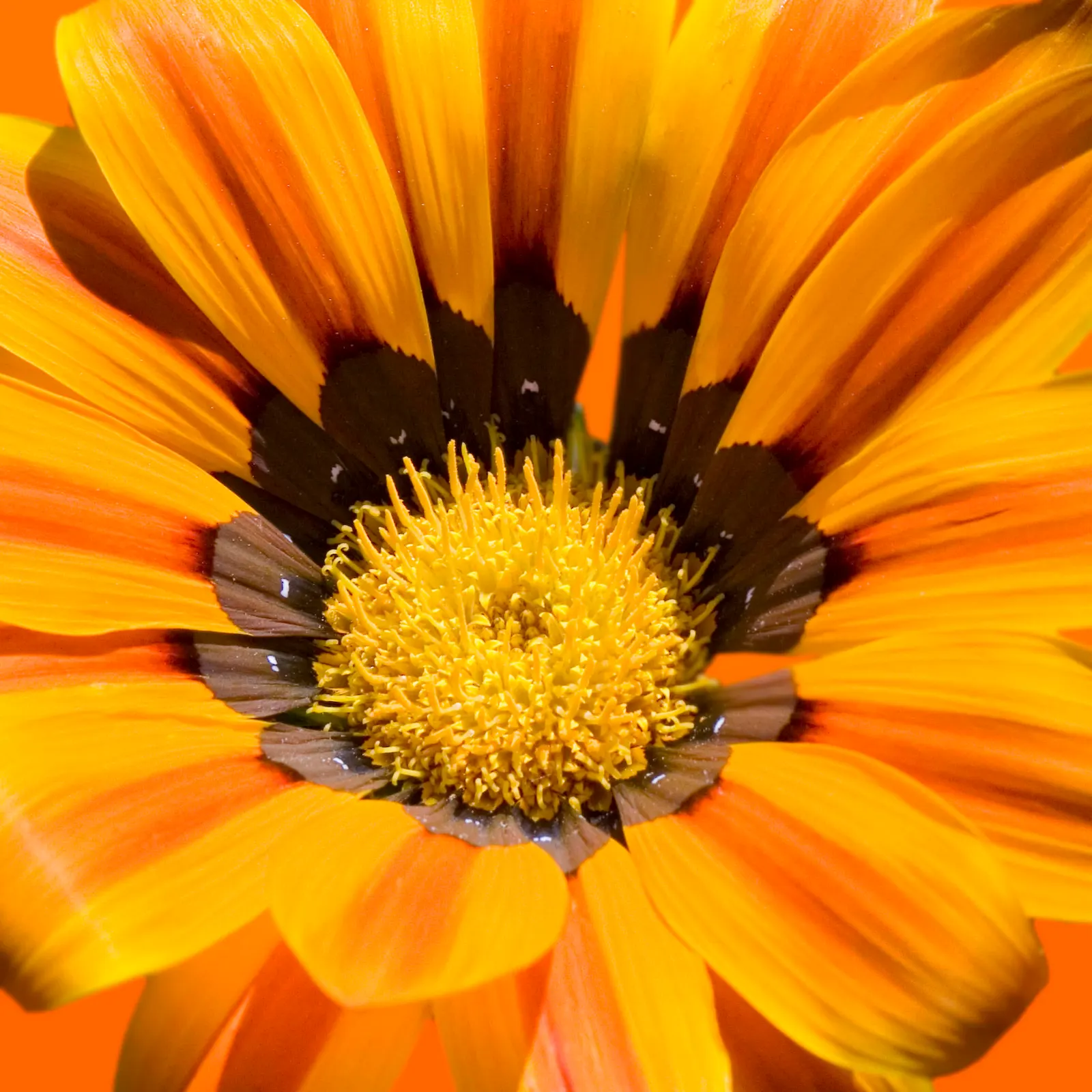 Orange Gazania (Gazania Orange) — making it an ideal candidate for borders, image 35