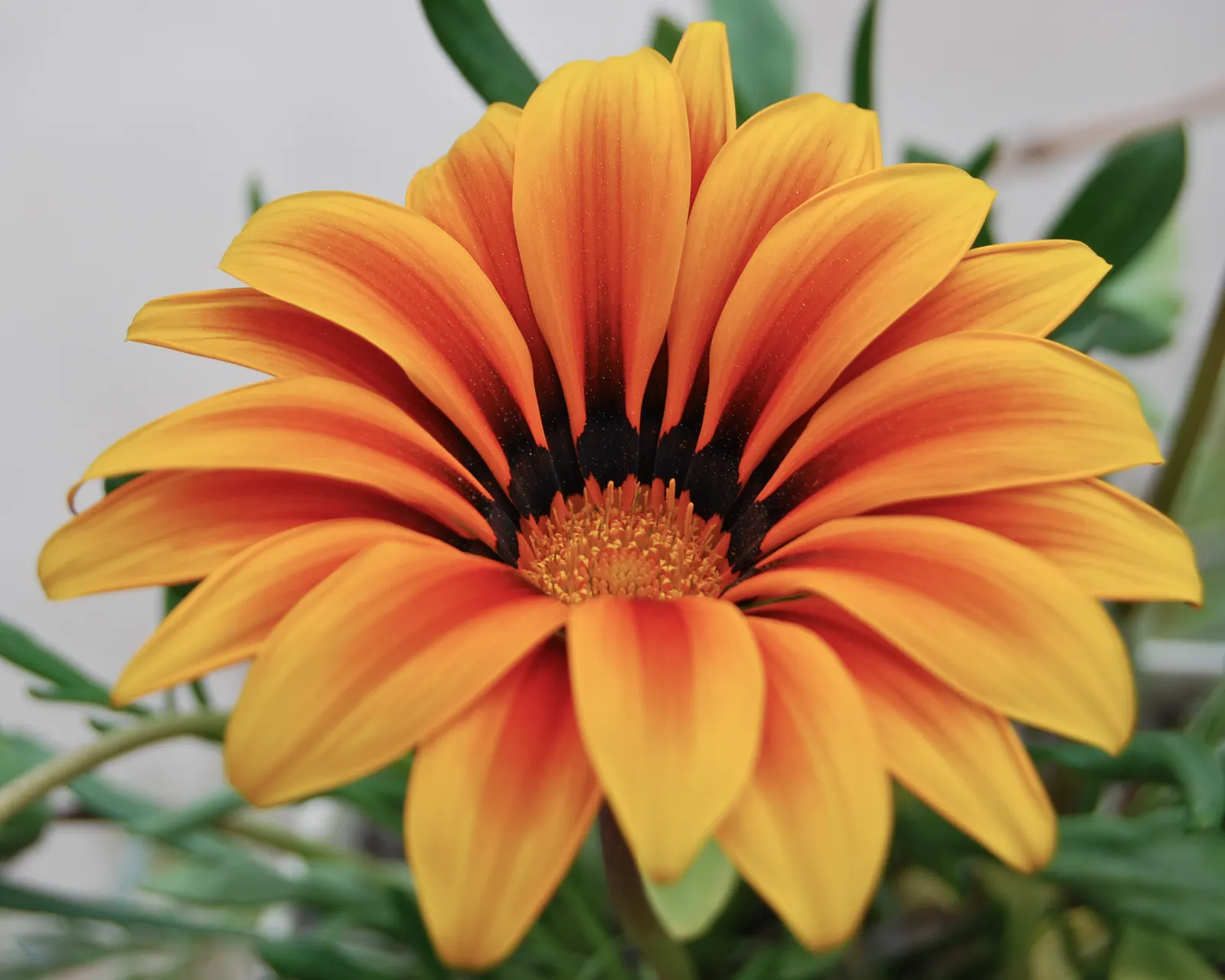 Orange Gazania (Gazania Orange) — reaching 6-10" in height with a spread of up to 12"; notable for its vibrant daisy-like blooms