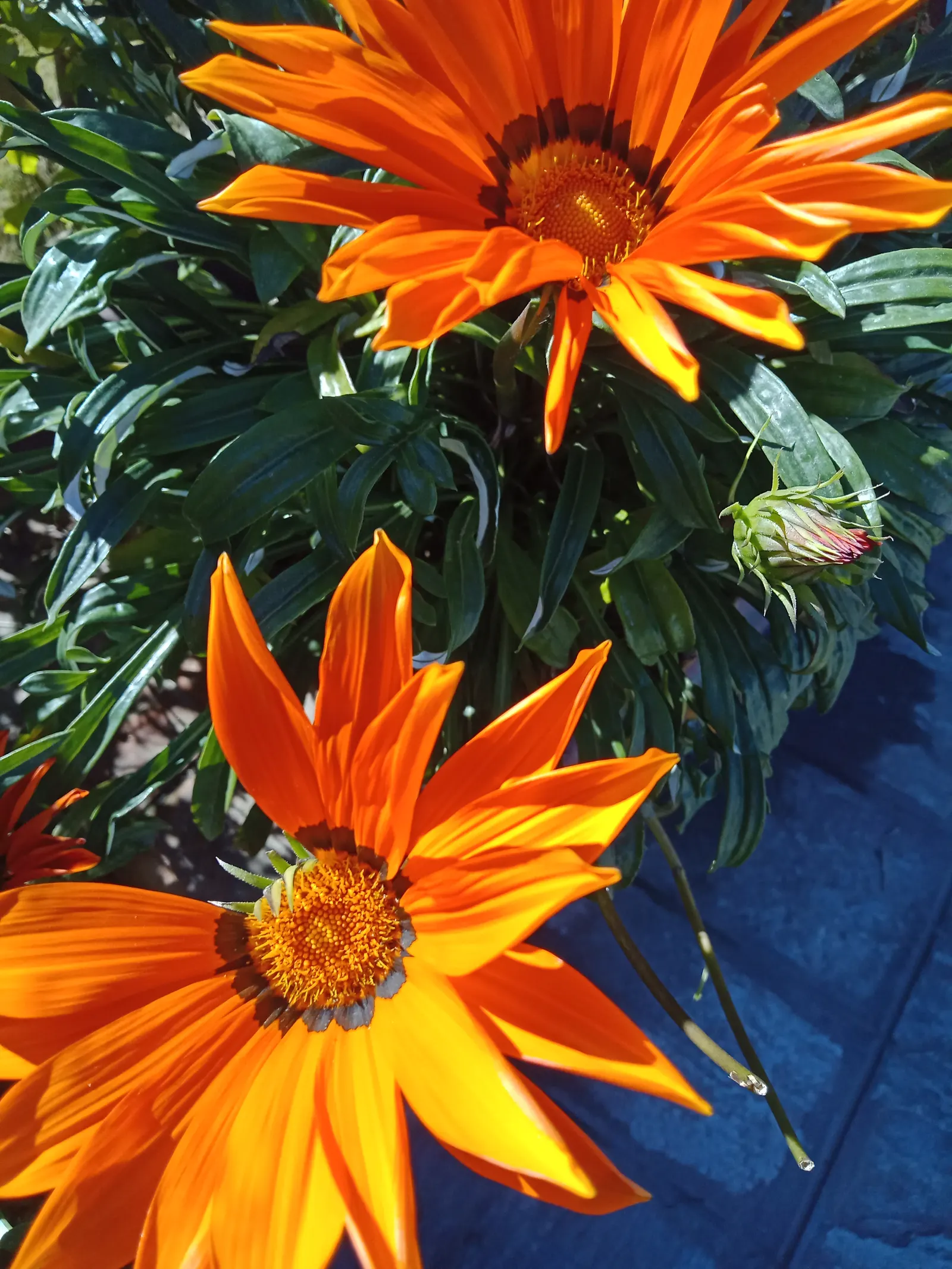 Orange Gazania (Gazania Orange) — The plant typically reaches a height of about 6 to 10 inches with a spread of 10 to 12 inches; low water needs and drought