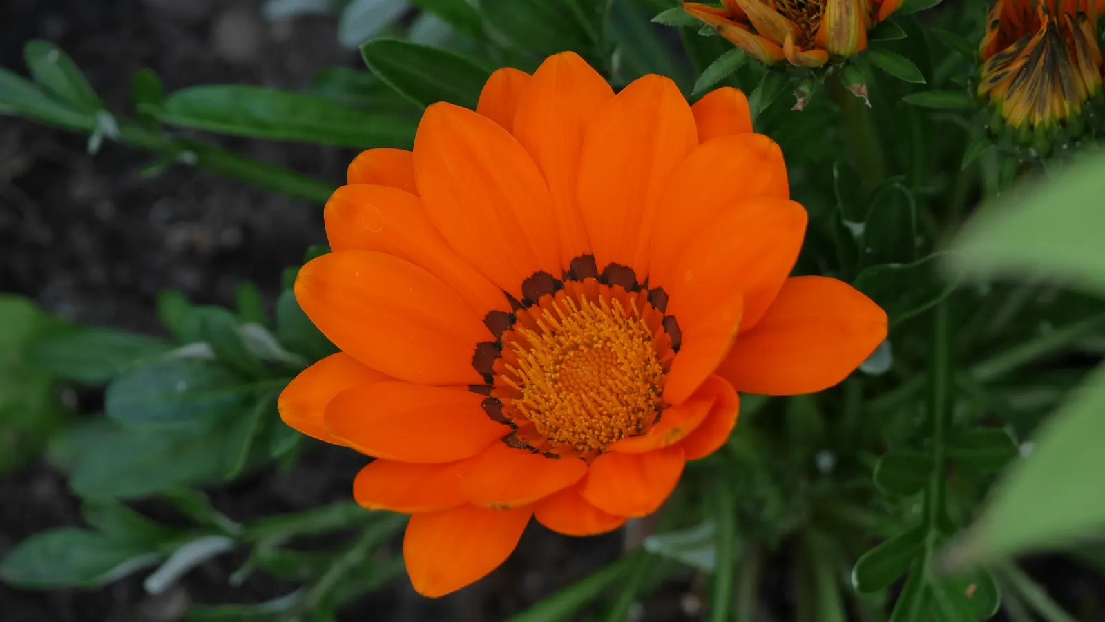 Orange Gazania (Gazania Orange) — drawing attention with its striking blooms that close at night and reopen with the morning sun; helping to, image 62