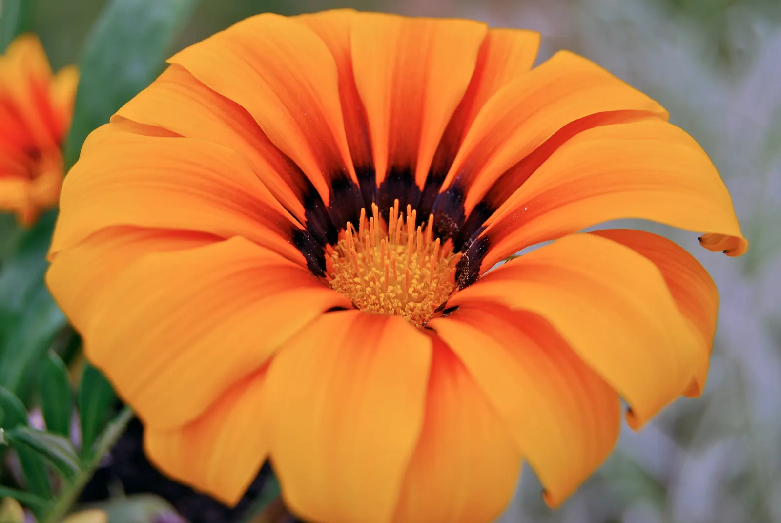 Orange Gazania (Gazania Orange) — Regular deadheading will promote continuous blooming, keeping the garden vibrant throughout the growing season; gazania
