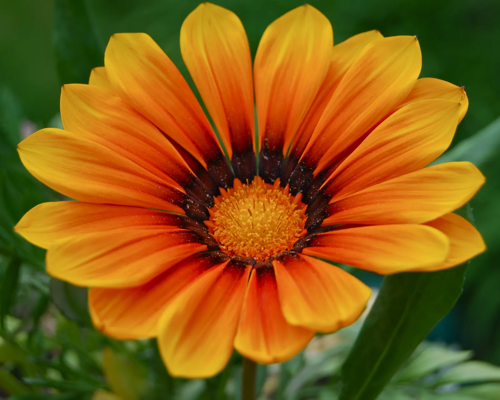 Orange Gazania (Gazania Orange) — notable for its vibrant daisy-like blooms