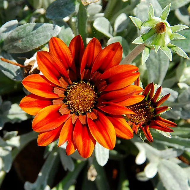 Orange Gazania (Gazania Orange) — daisy-like orange flowers; scientifically known as Gazania rigens 'Orange'